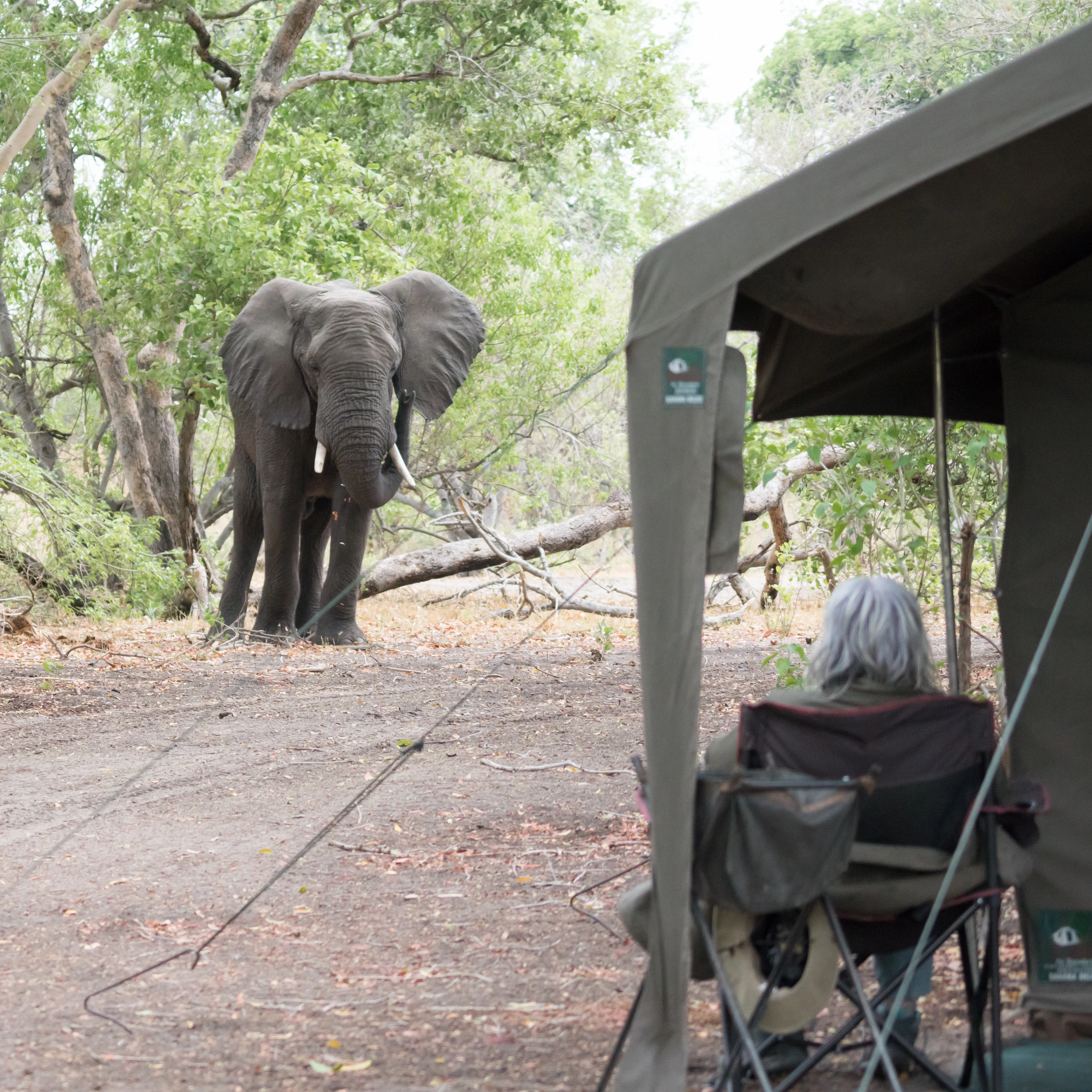 African Elephant and Caroline, Moremi Game Reserve, Botswana — photo by Jim Bennett