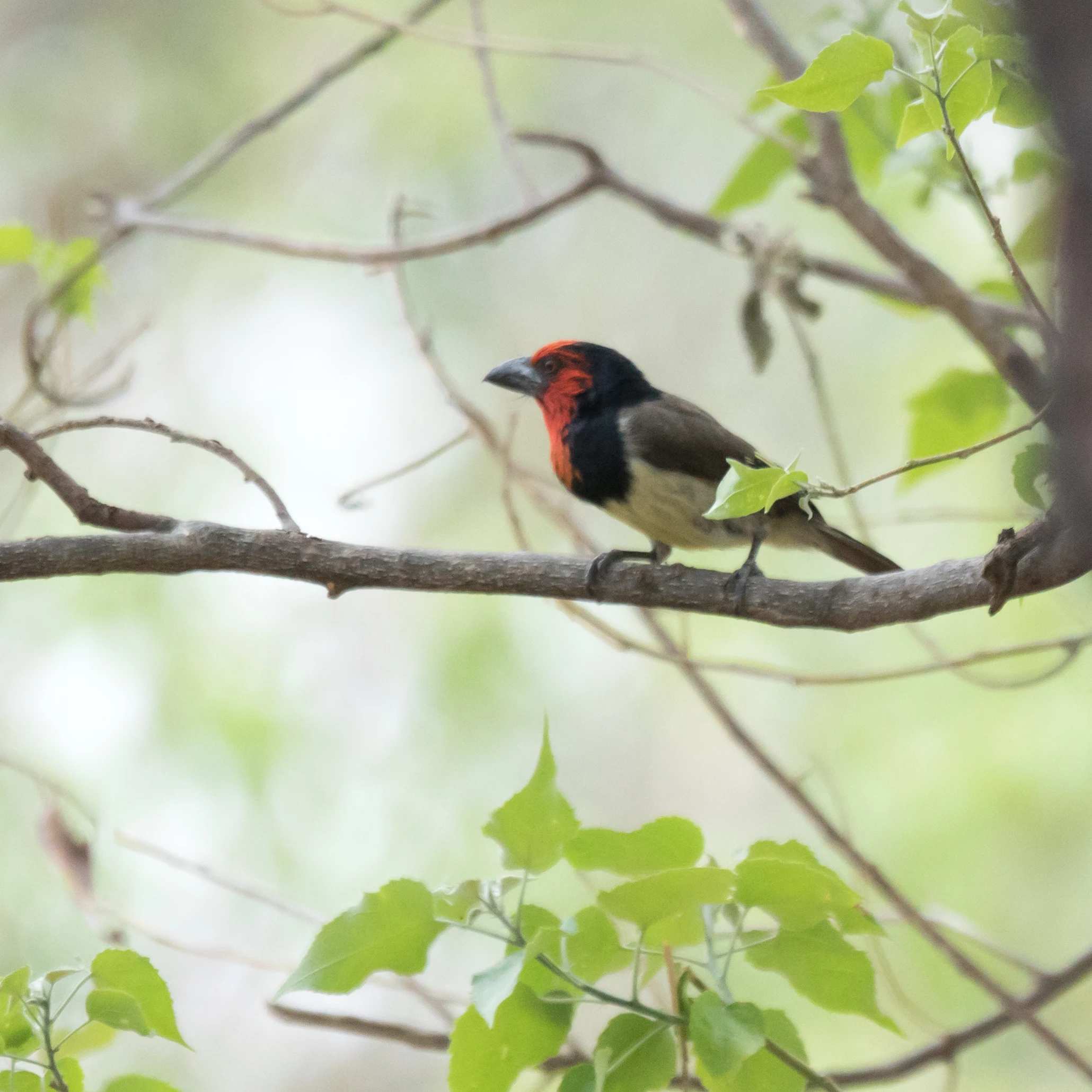 Black-collared Barbet, Moremi Game Reserve, Botswana — photo by Jim Bennett