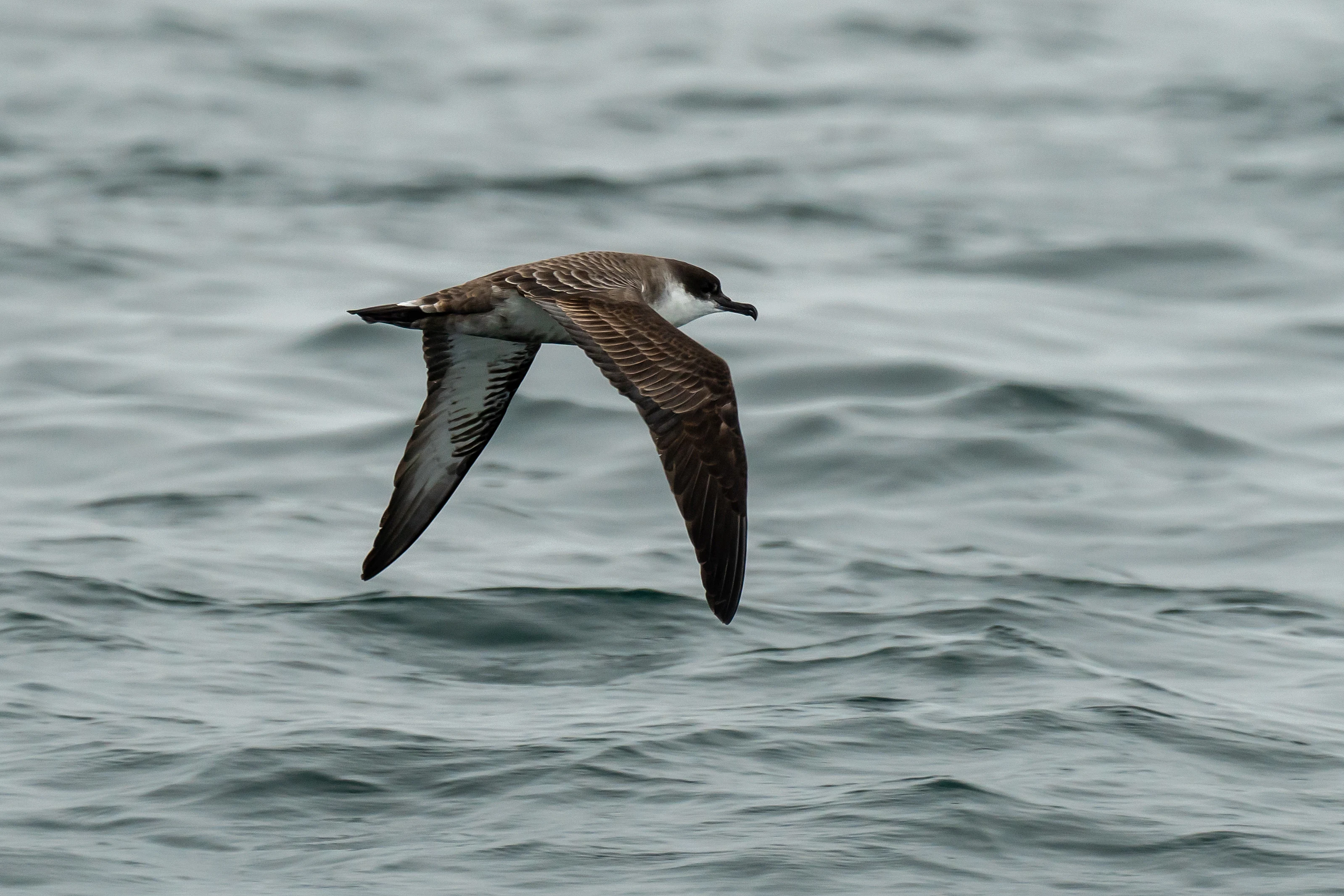 Great Shearwater, Falmouth Bay, Cornwall, UK — photo by Jim Bennett