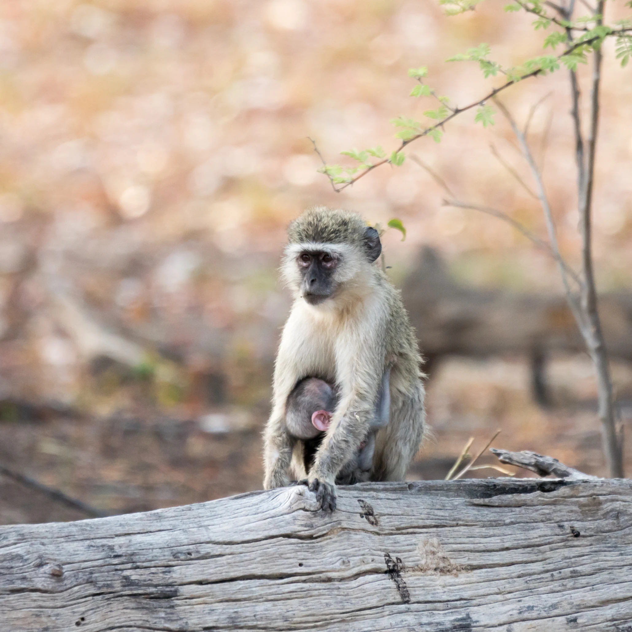 Vervet Monkey & baby, Moremi Game Reserve, Botswana — photo by Jim Bennett