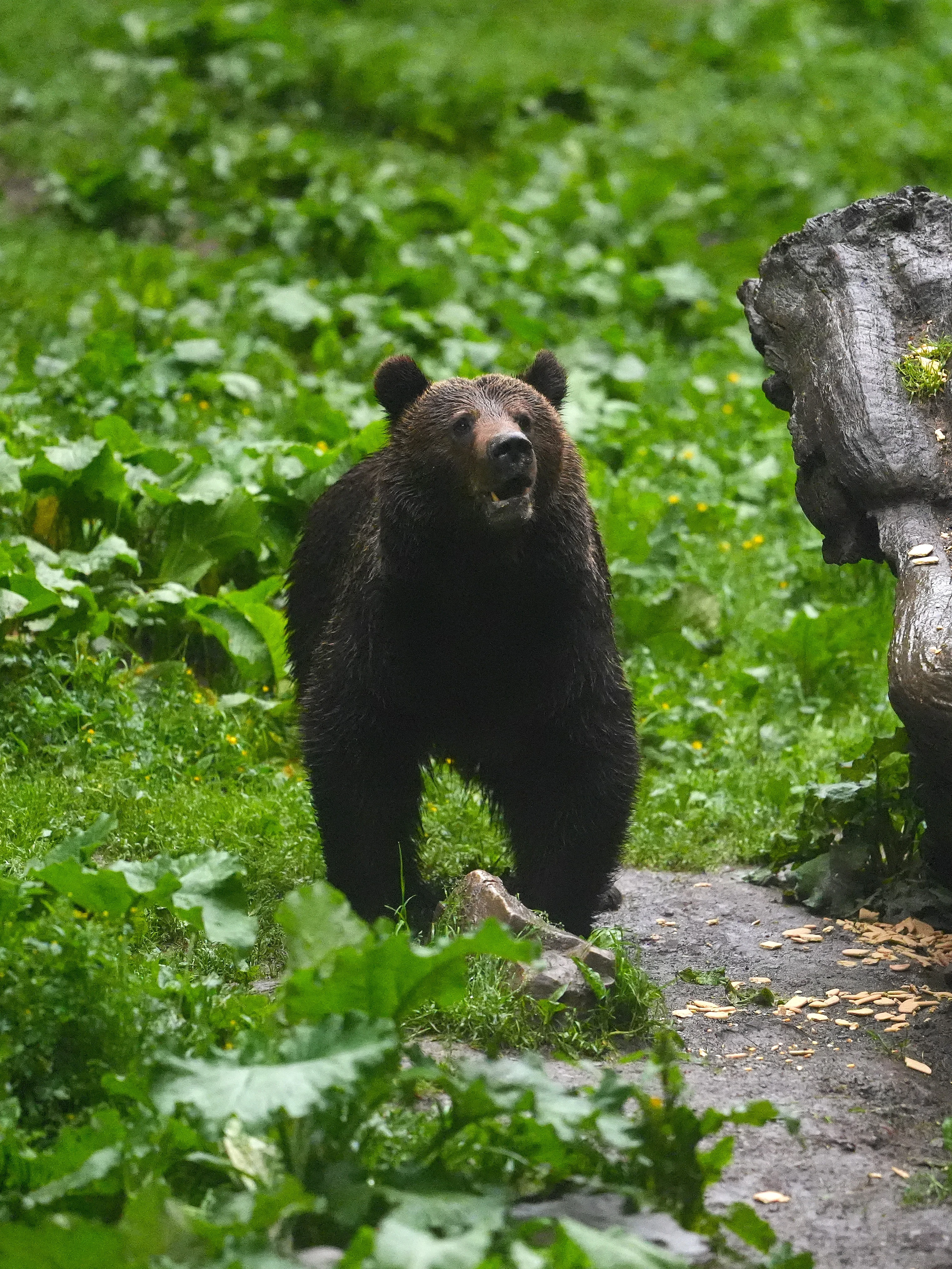 Brown Bear, Strambei Valley, Transylvania, Romania — photo by Jim Bennett