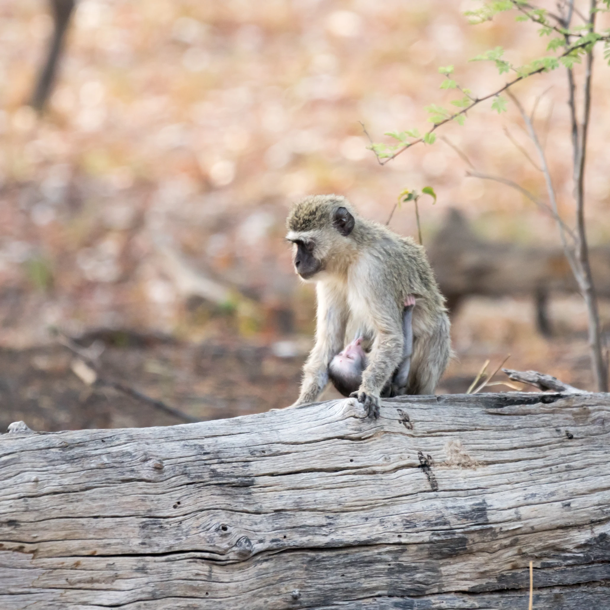 Vervet Monkey & baby, Moremi Game Reserve, Botswana — photo by Jim Bennett
