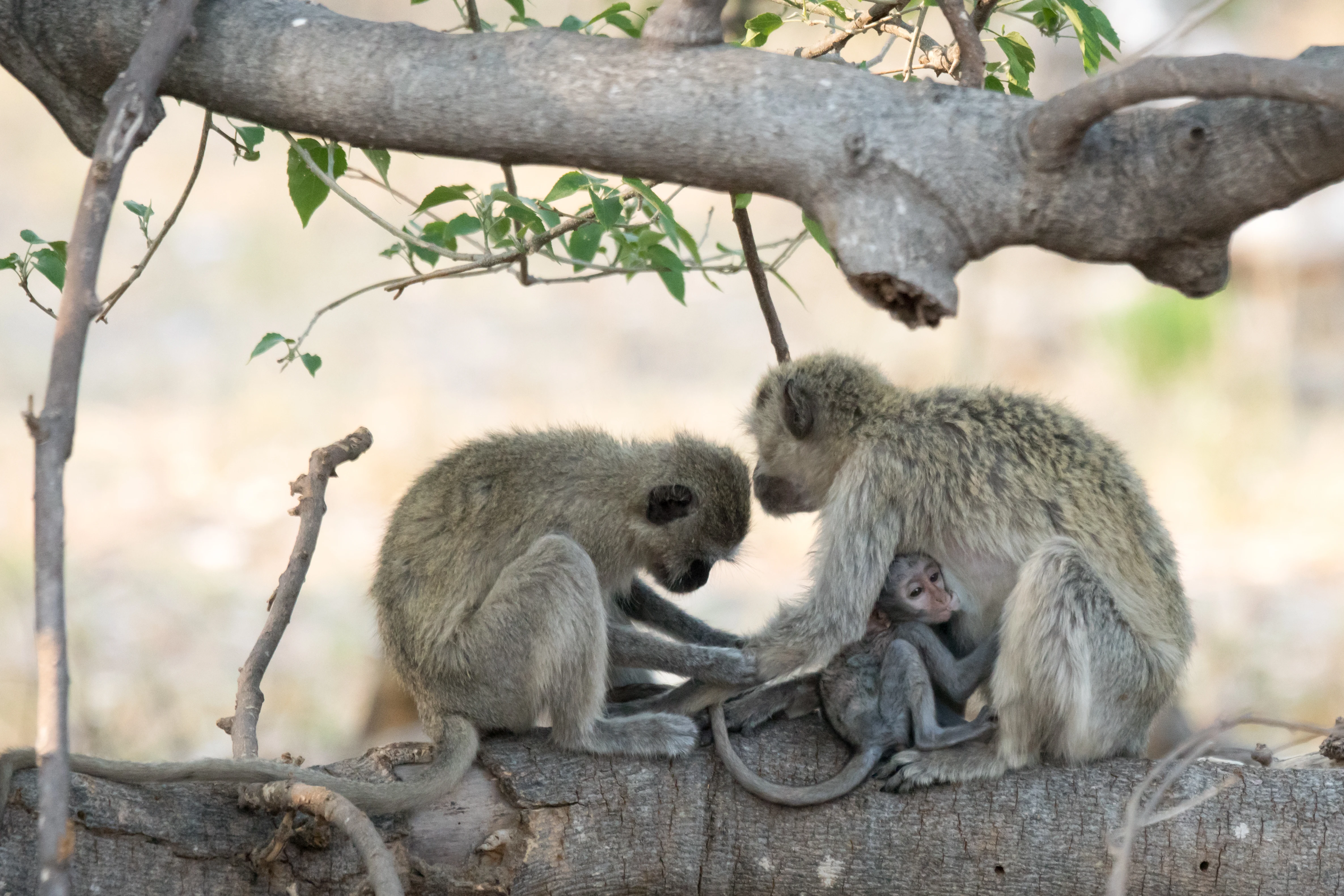 Vervet Monkey & baby, Moremi Game Reserve, Botswana — photo by Jim Bennett