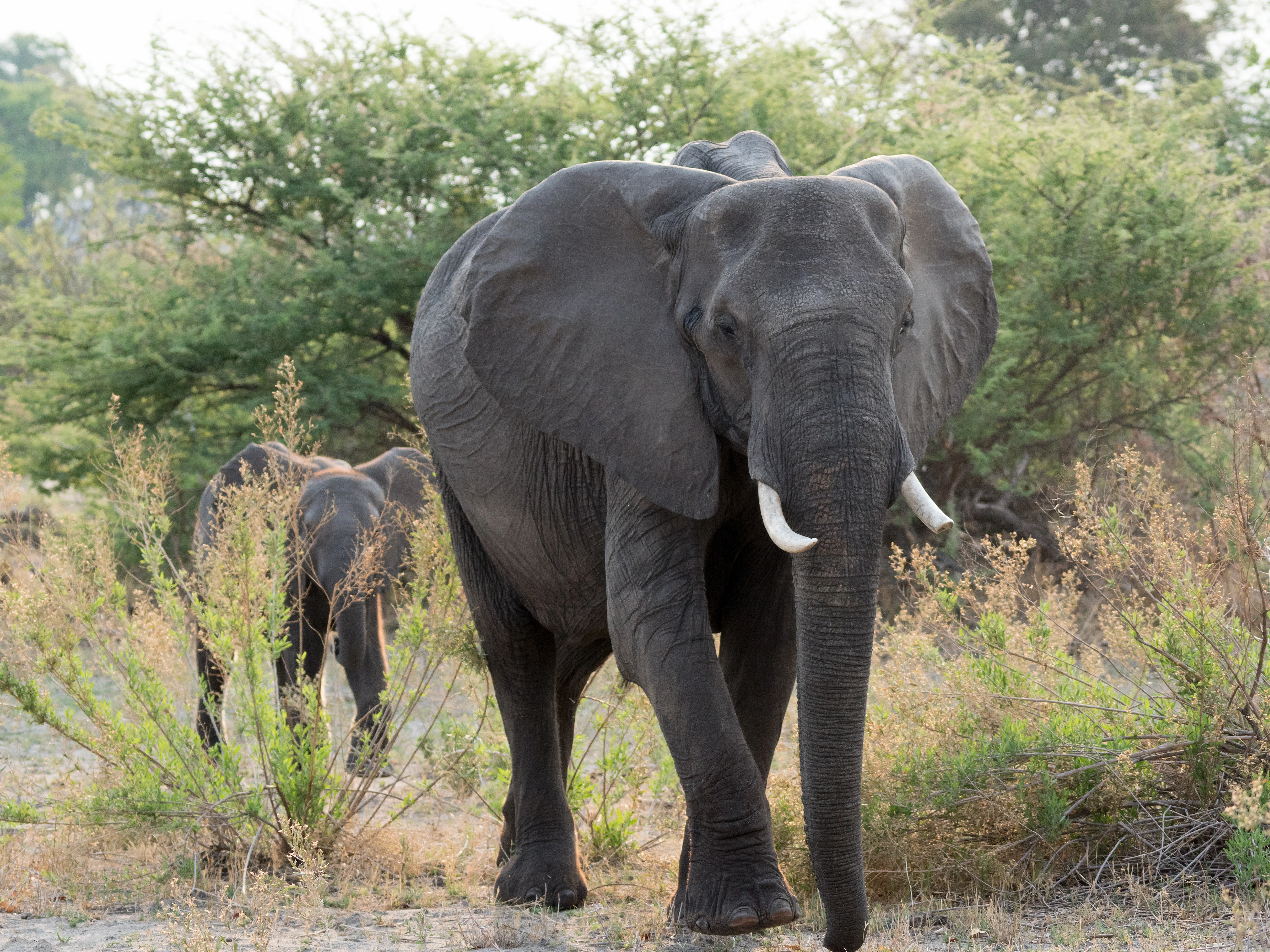 African Elephant & calf, Moremi Game Reserve, Botswana — photo by Jim Bennett