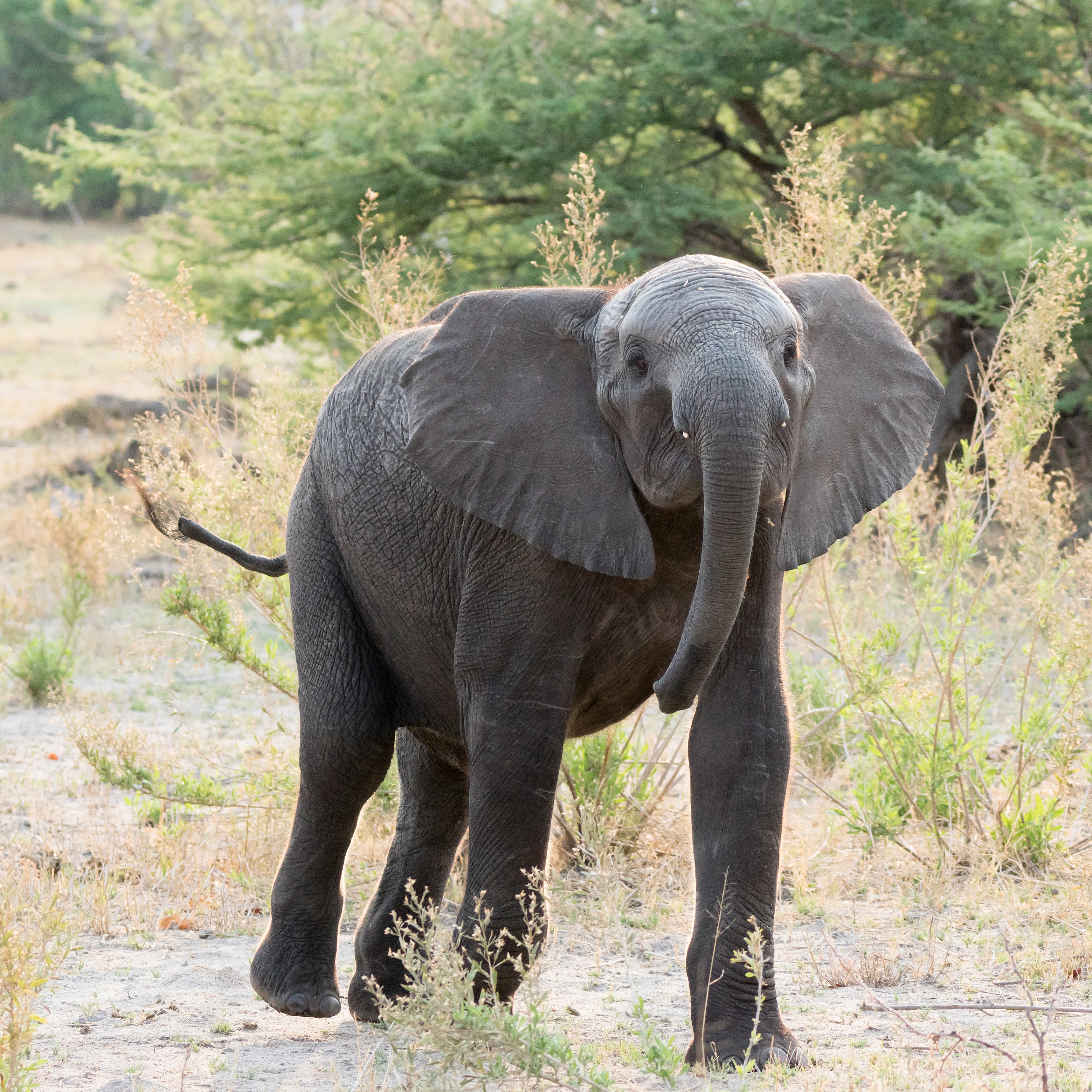 young African Elephant, Moremi Game Reserve, Botswana — photo by Jim Bennett