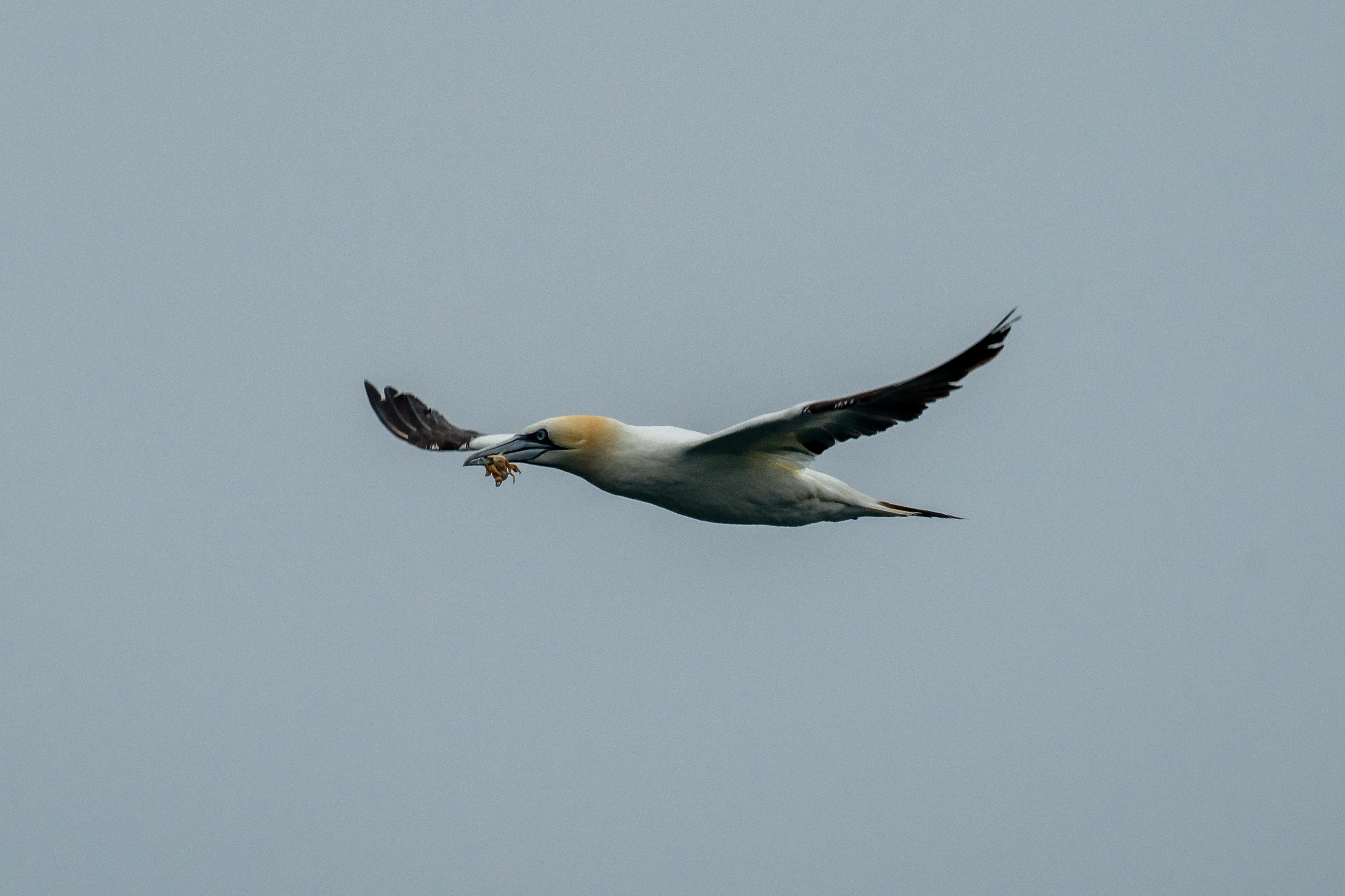 Northern Gannet, Falmouth Bay, Cornwall, UK — photo by Jim Bennett