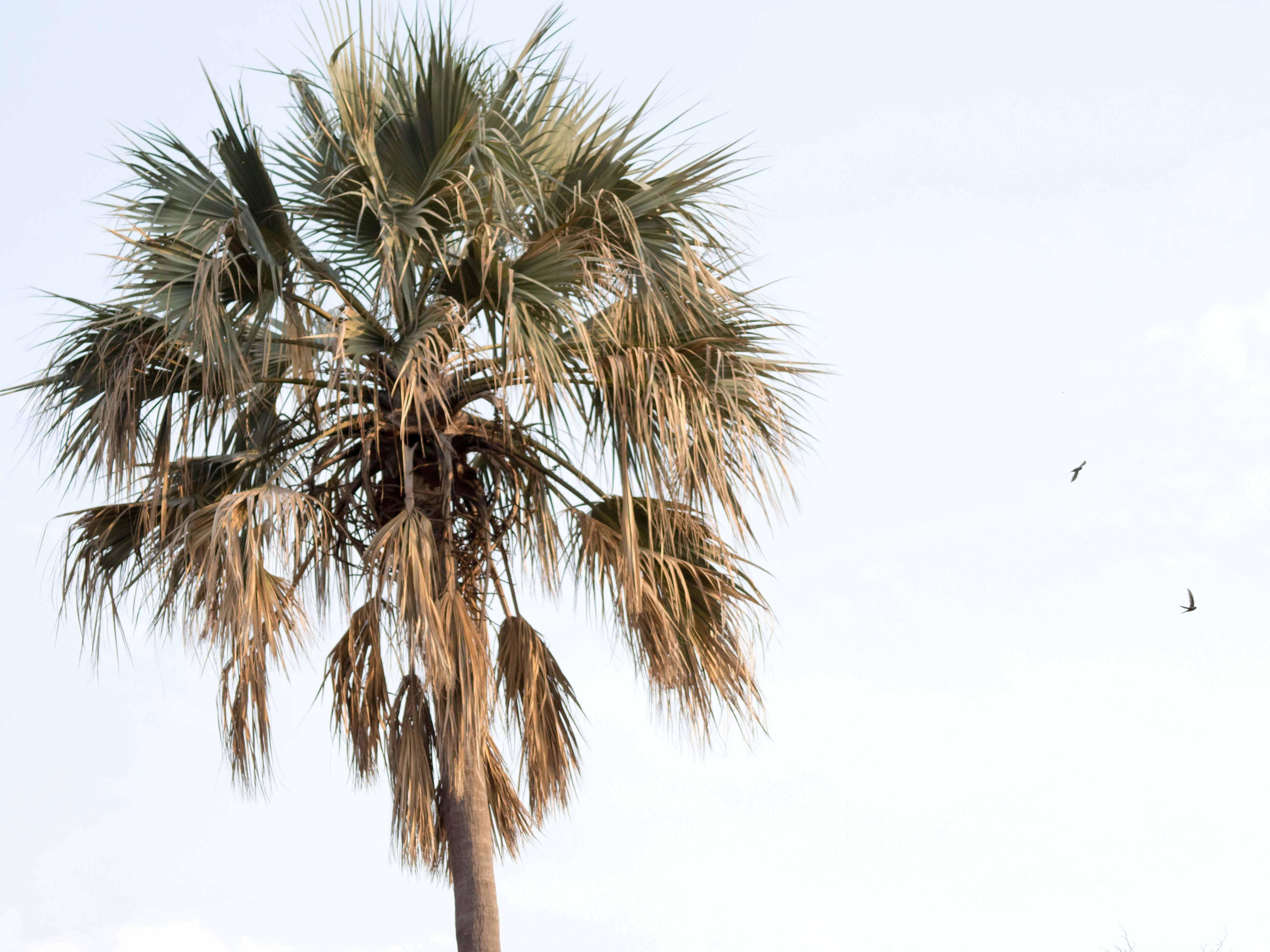 Palm tree & African Palm Swifts, Moremi Game Reserve, Botswana — photo by Jim Bennett