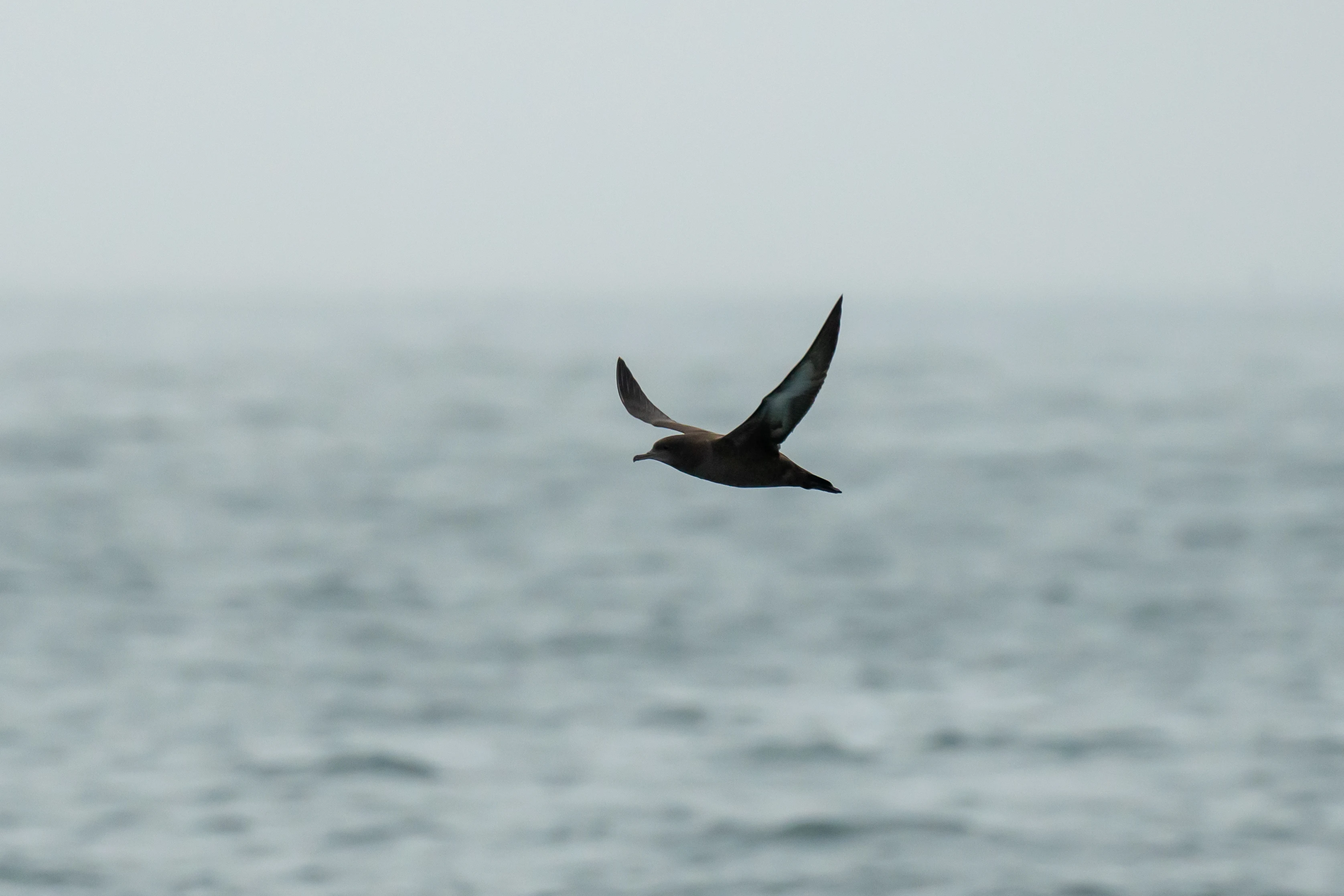 Sooty Shearwater, Falmouth Bay, Cornwall, UK — photo by Jim Bennett