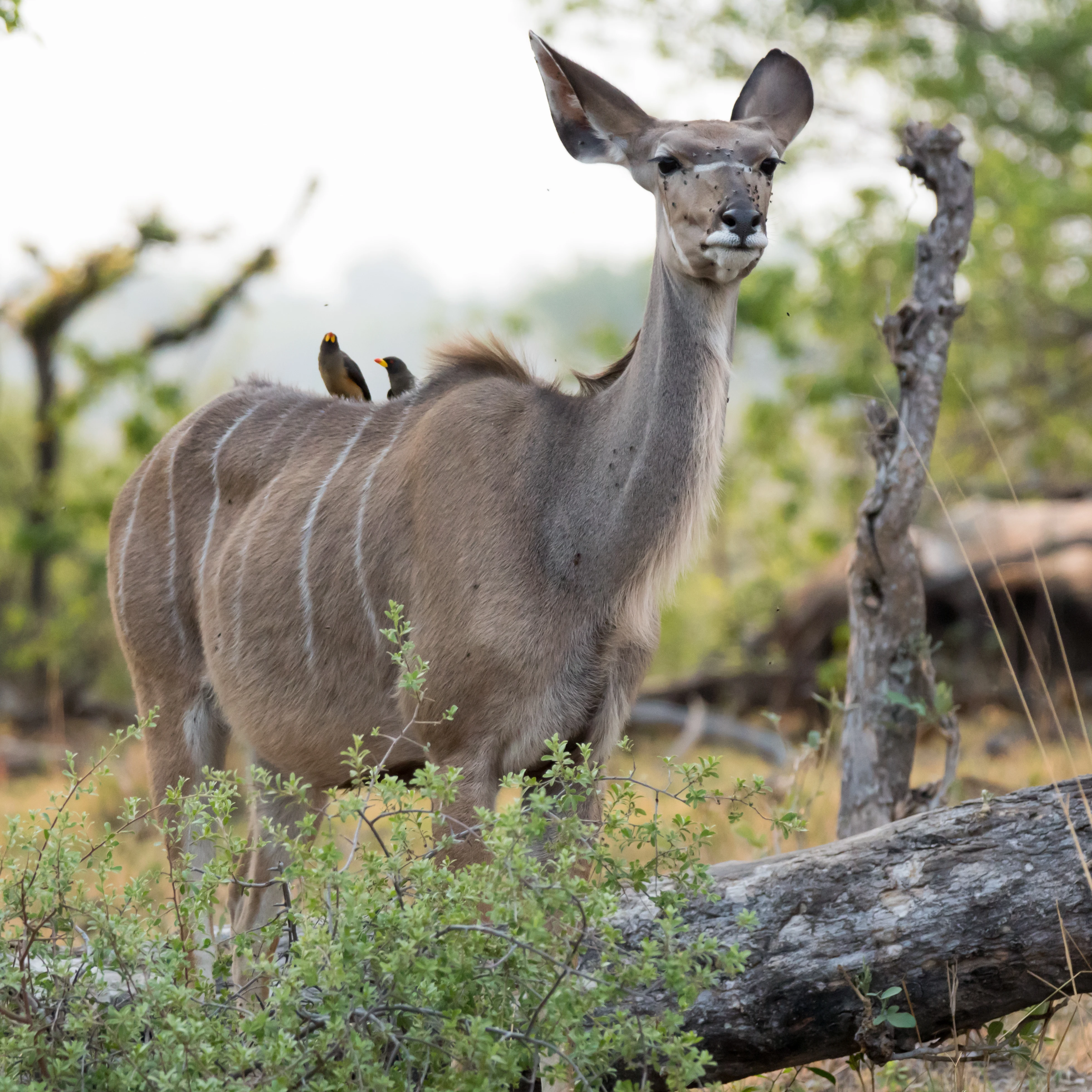 female Kudu & Yellow-billed Oxpeckers, Moremi Game Reserve, Botswana — photo by Jim Bennett