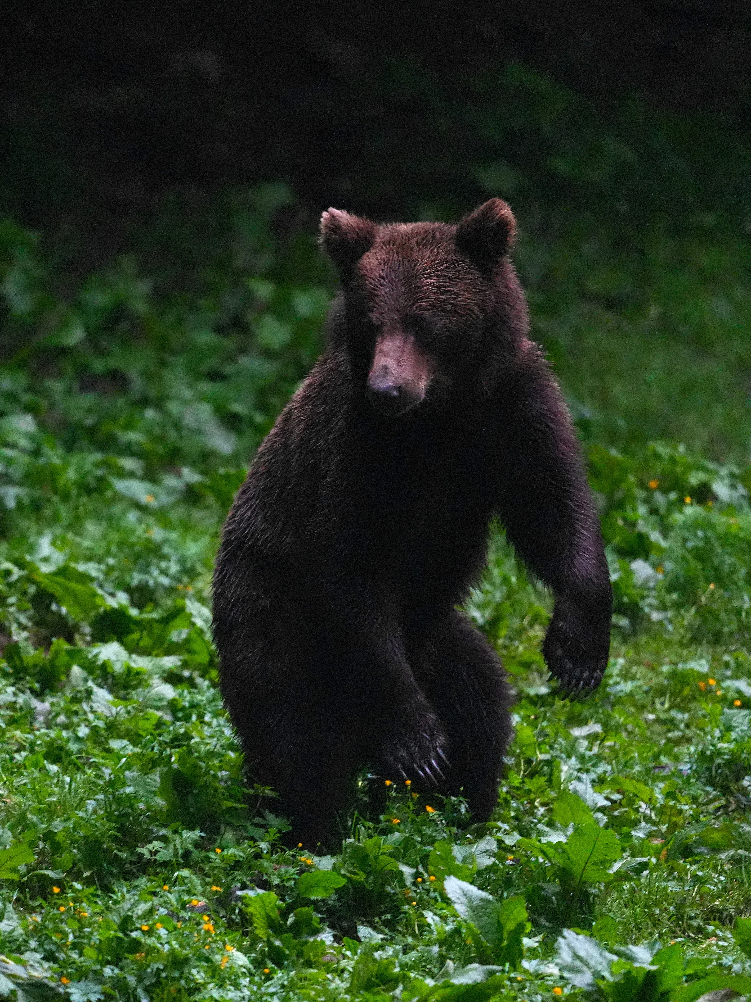 Brown Bear, Strambei Valley, Transylvania, Romania — photo by Jim Bennett