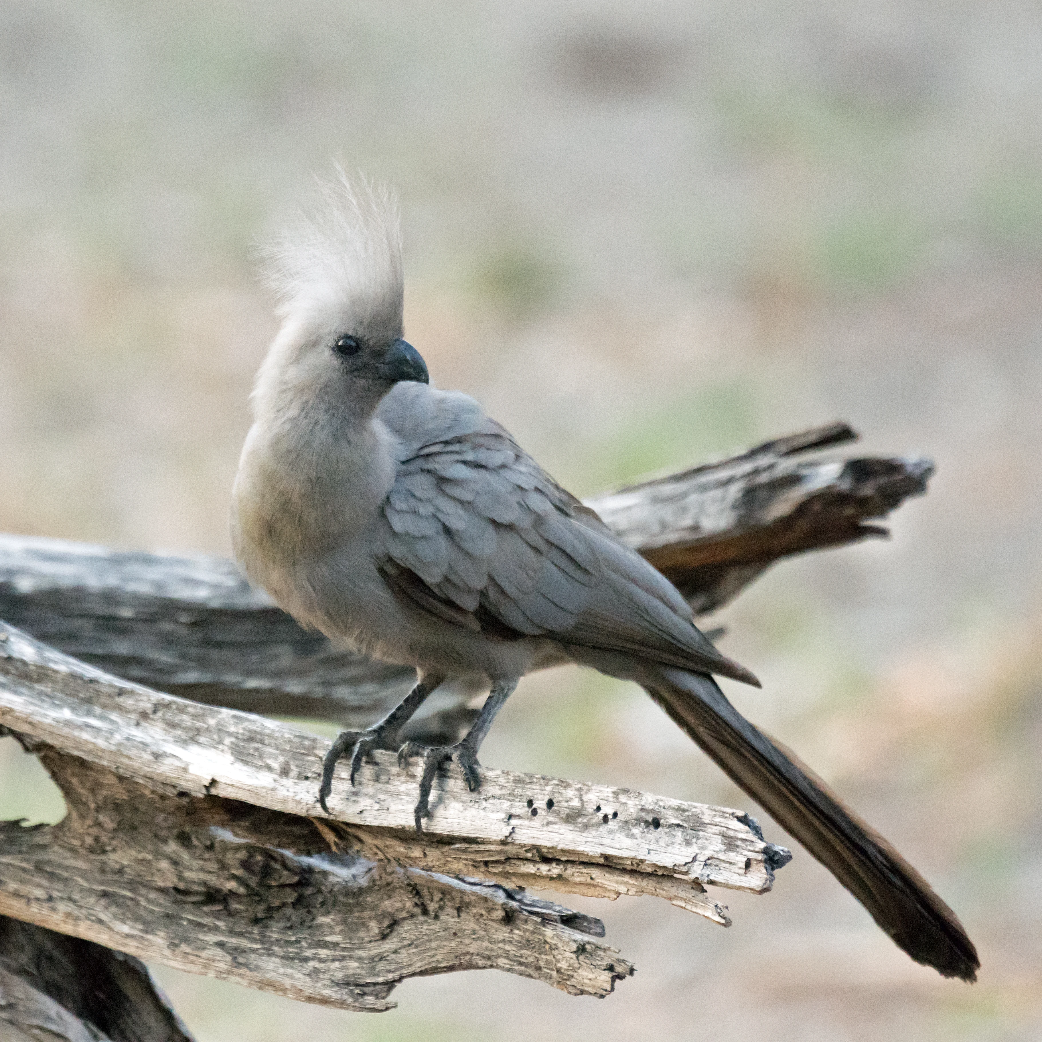 Grey Go-away-bird, Moremi Game Reserve, Botswana — photo by Jim Bennett
