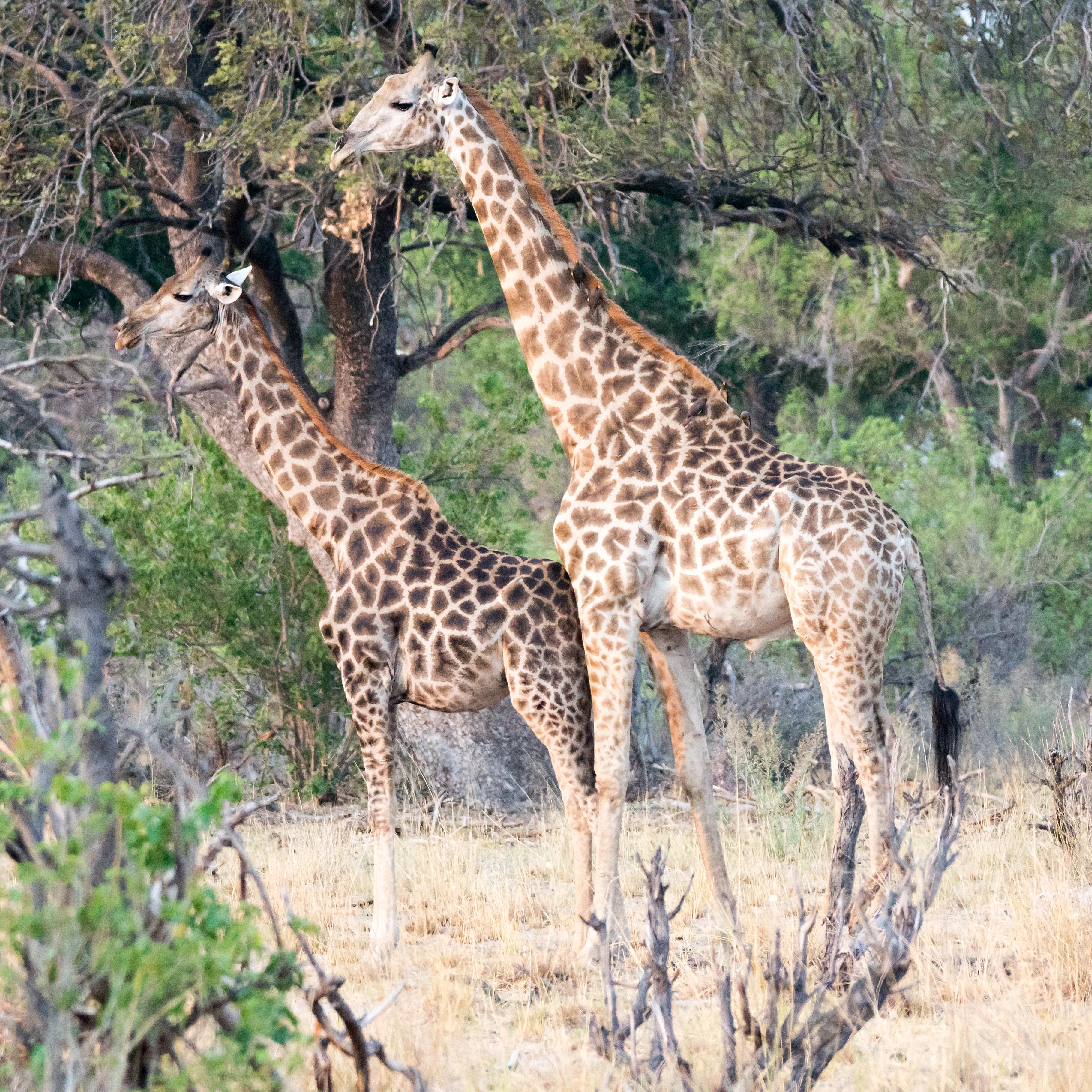 Giraffes courting, Moremi Game Reserve, Botswana — photo by Jim Bennett