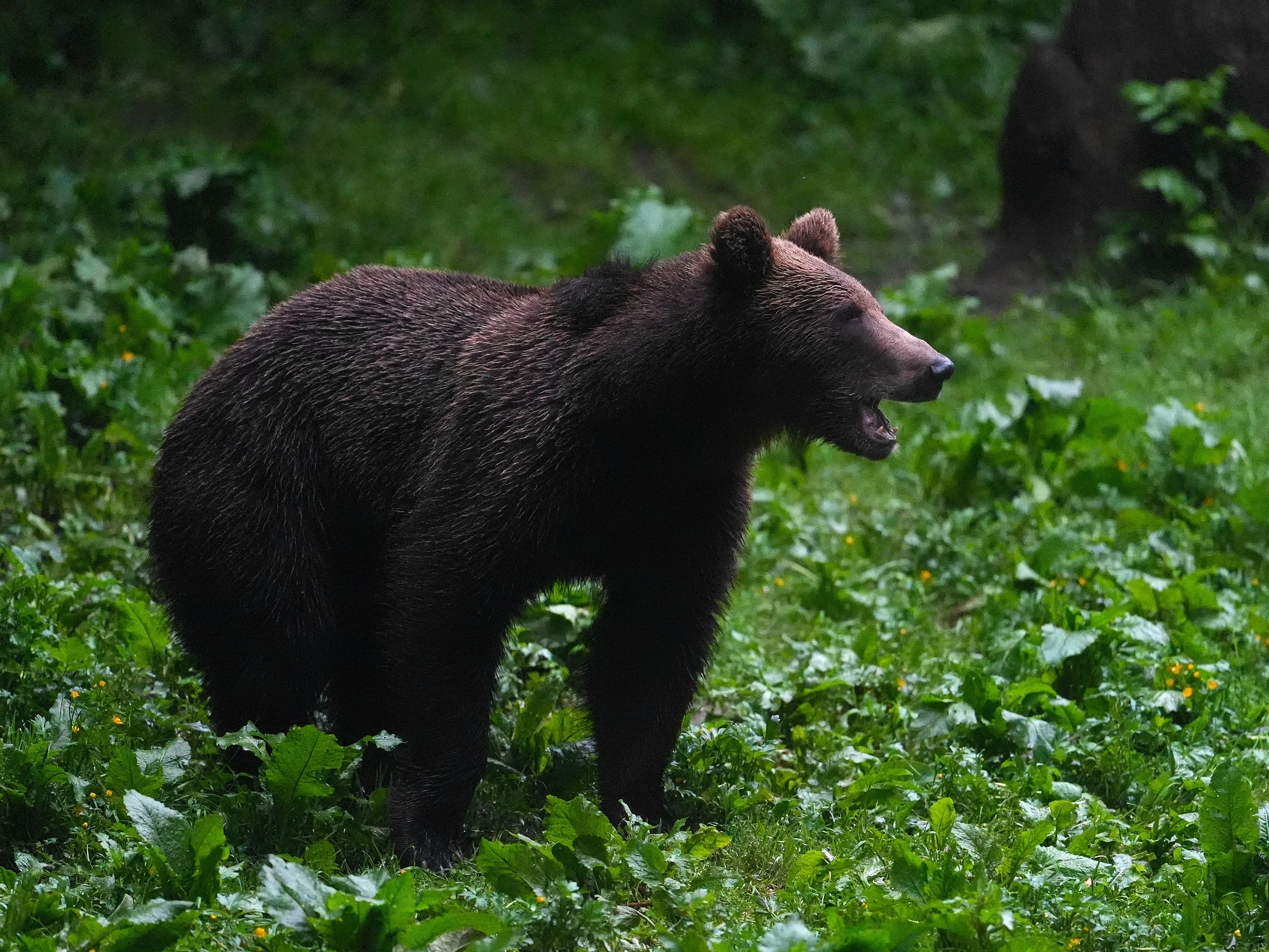 Brown Bear, Strambei Valley, Transylvania, Romania — photo by Jim Bennett