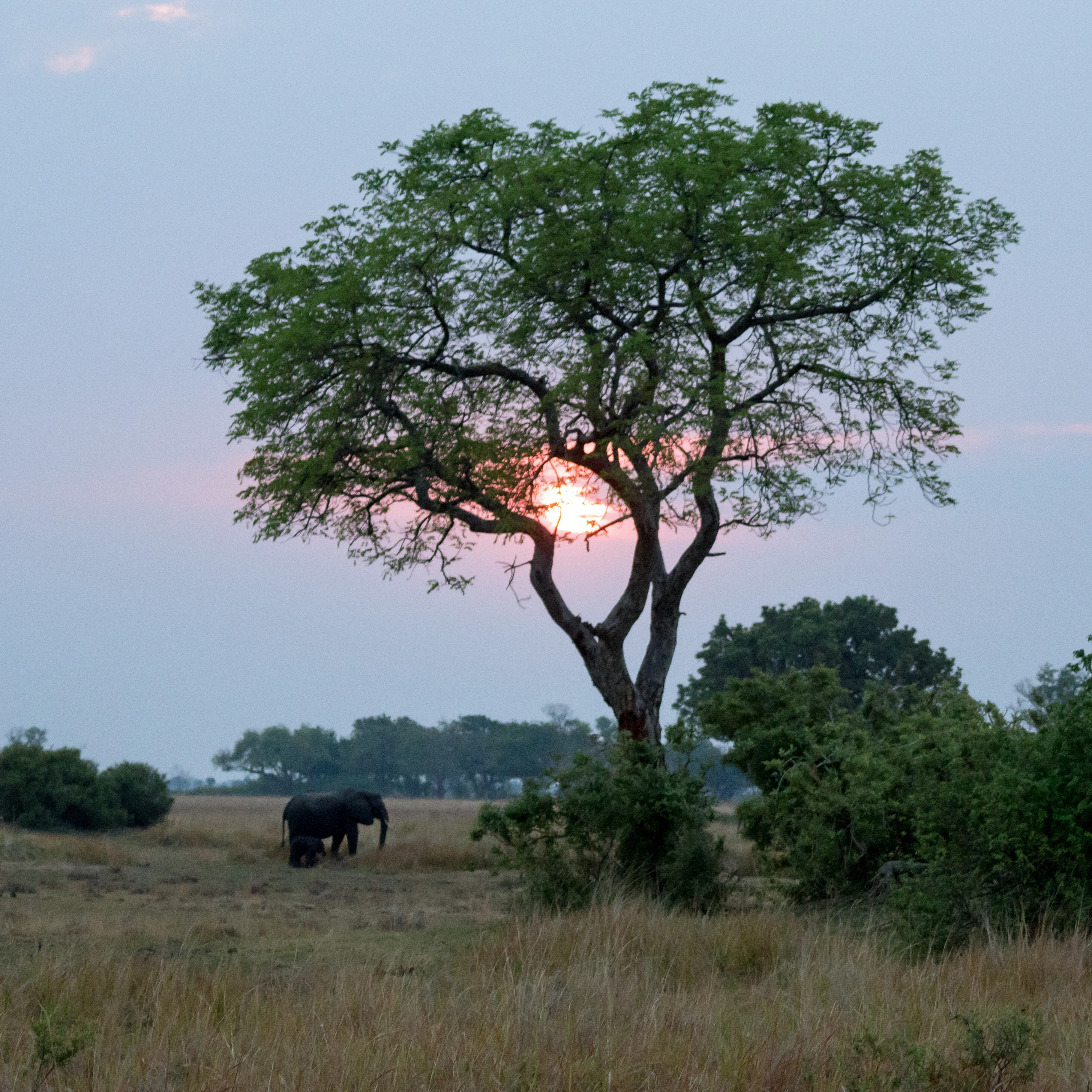 Sunset, African Elephant & calf, Moremi Game Reserve, Botswana — photo by Jim Bennett