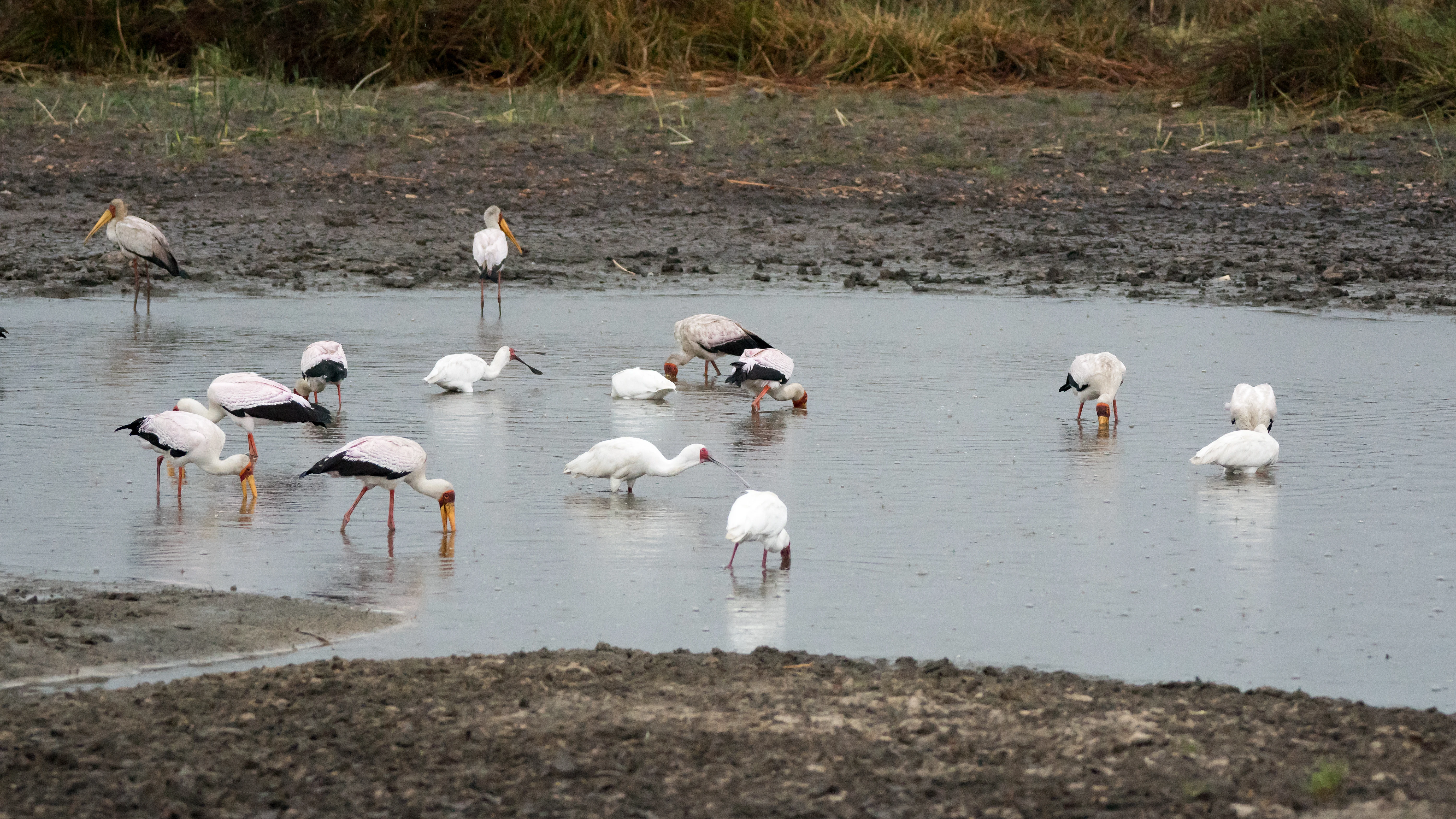 Yellow-billed Storks & African Spoonbills, Moremi Game Reserve, Botswana — photo by Jim Bennett