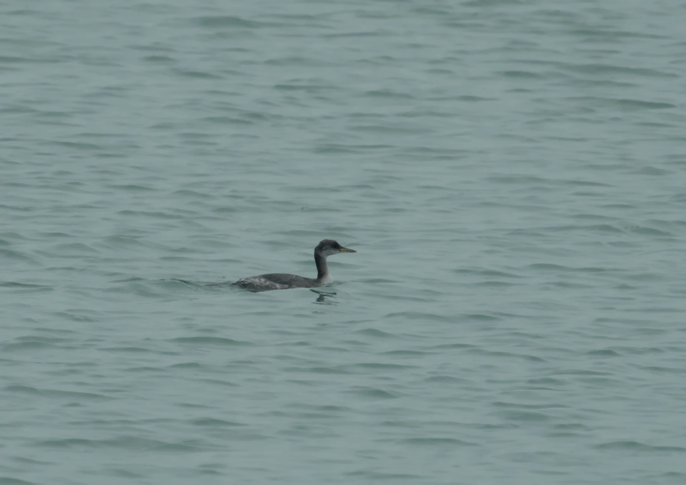 Red-necked Grebe, Vrouwenpolder, Netherlands — photo by Jim Bennett