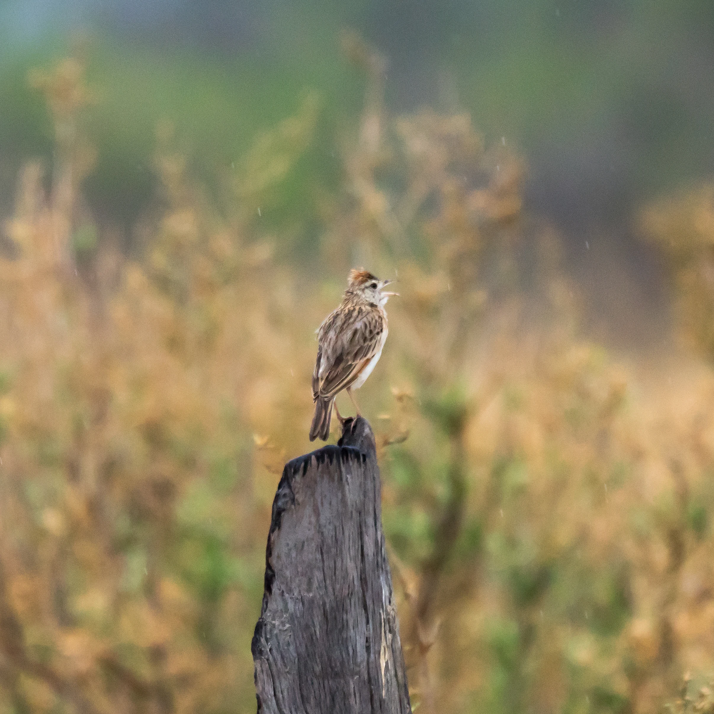Rufous-naped Lark, Moremi Game Reserve, Botswana — photo by Jim Bennett