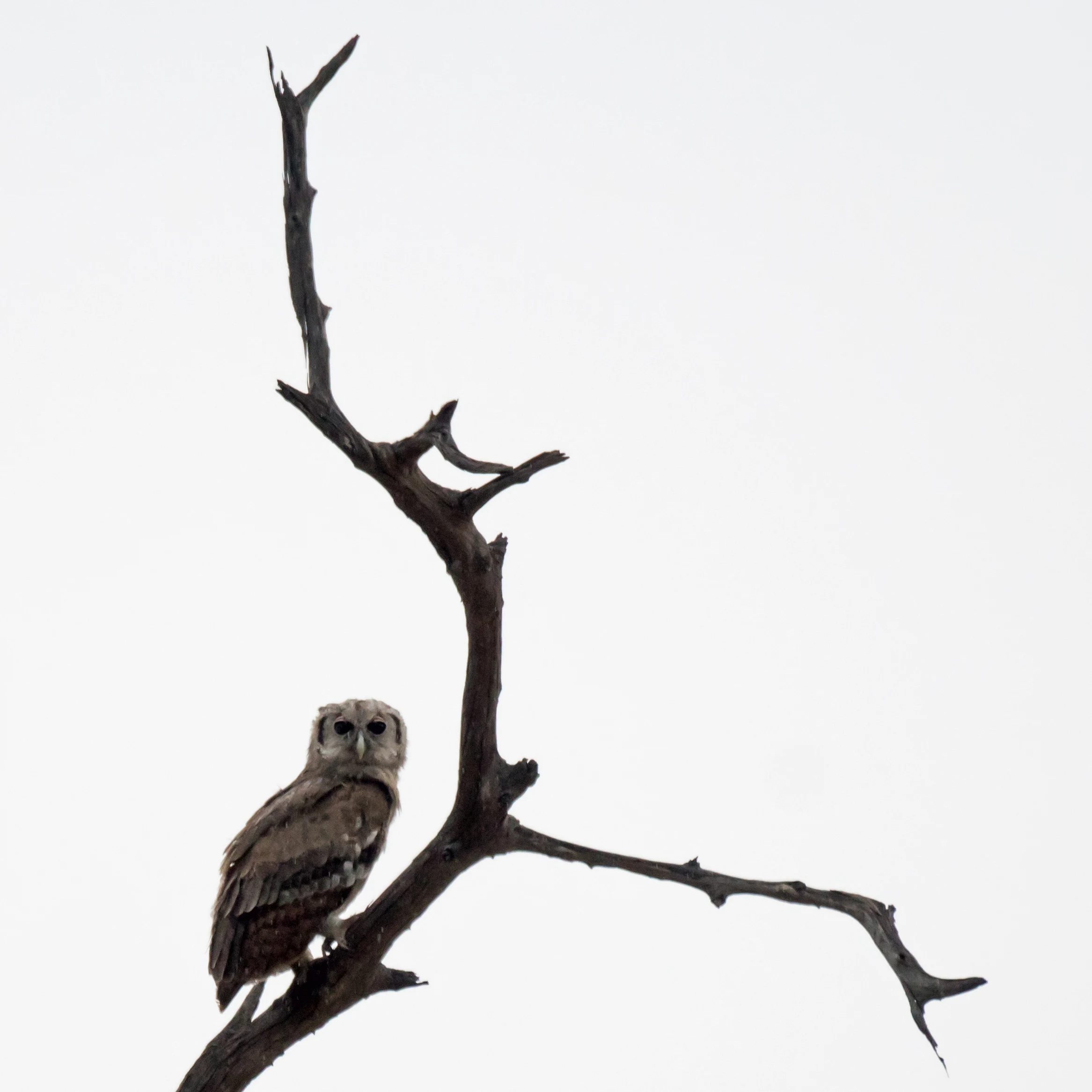 Verreaux's Eagle-Owl, Moremi Game Reserve, Botswana — photo by Jim Bennett
