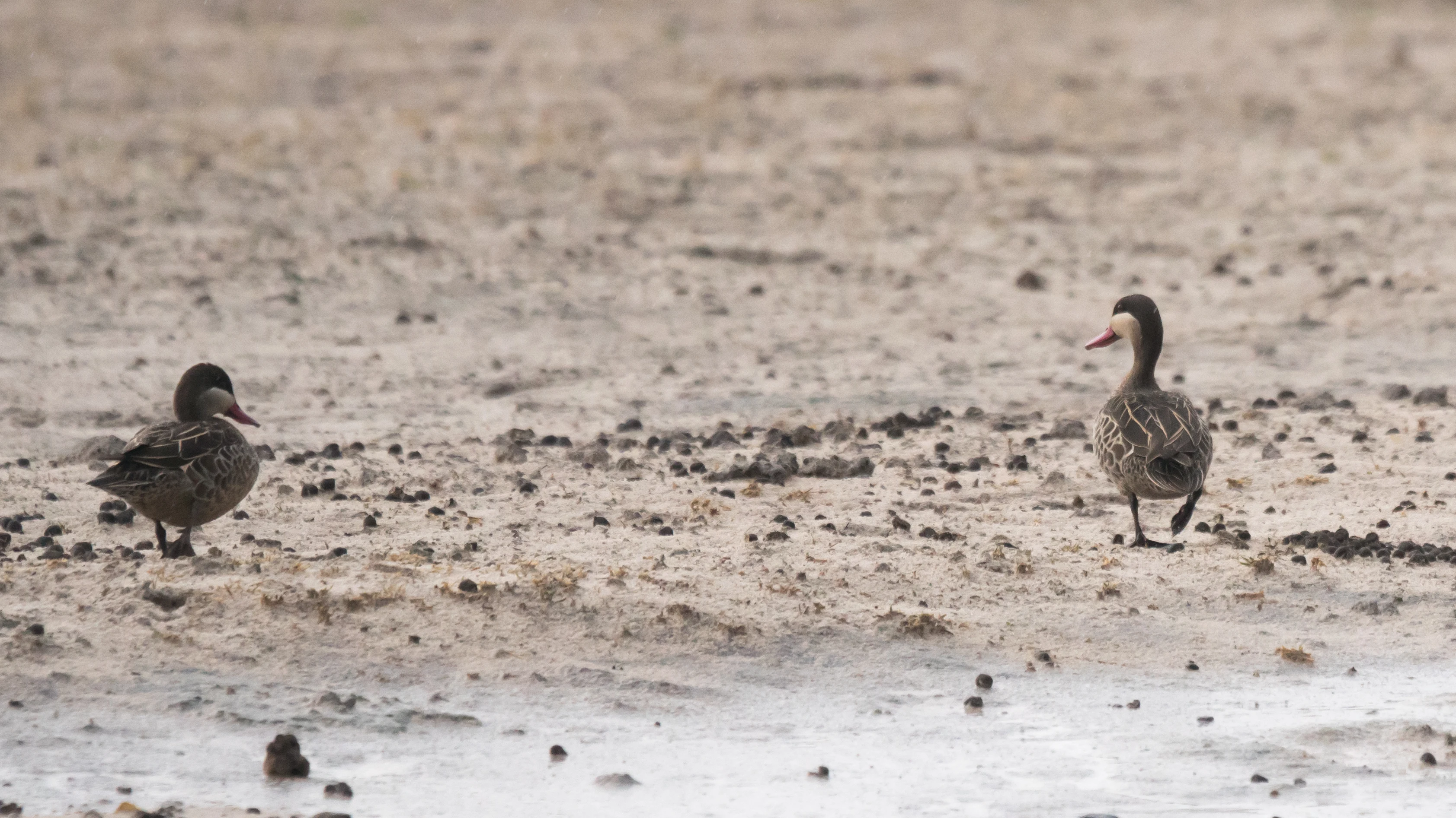 Red-billed Teal, Moremi Game Reserve, Botswana — photo by Jim Bennett