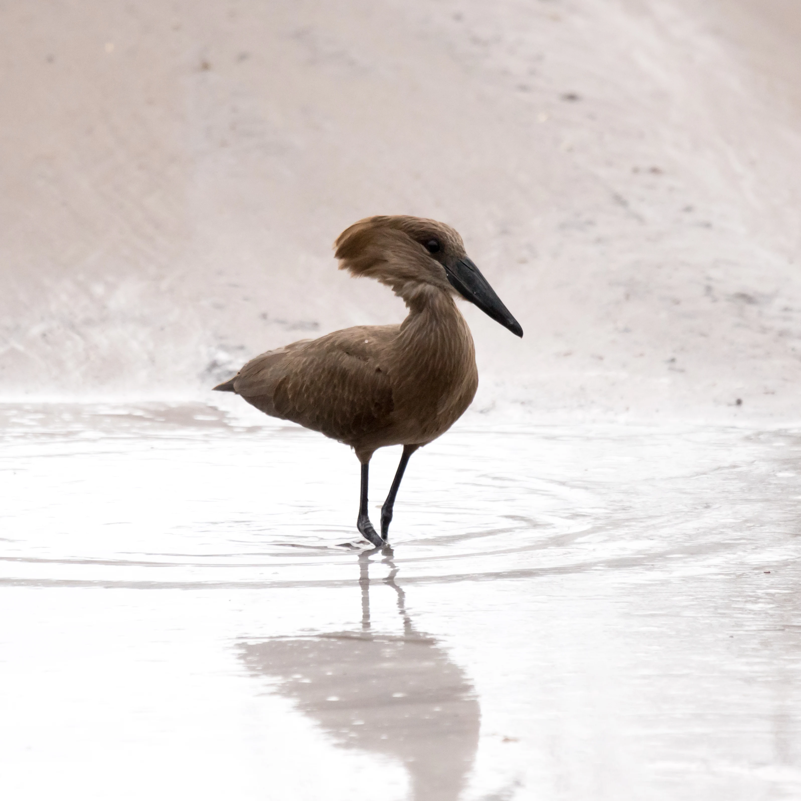 Hamerkop, Moremi Game Reserve, Botswana — photo by Jim Bennett