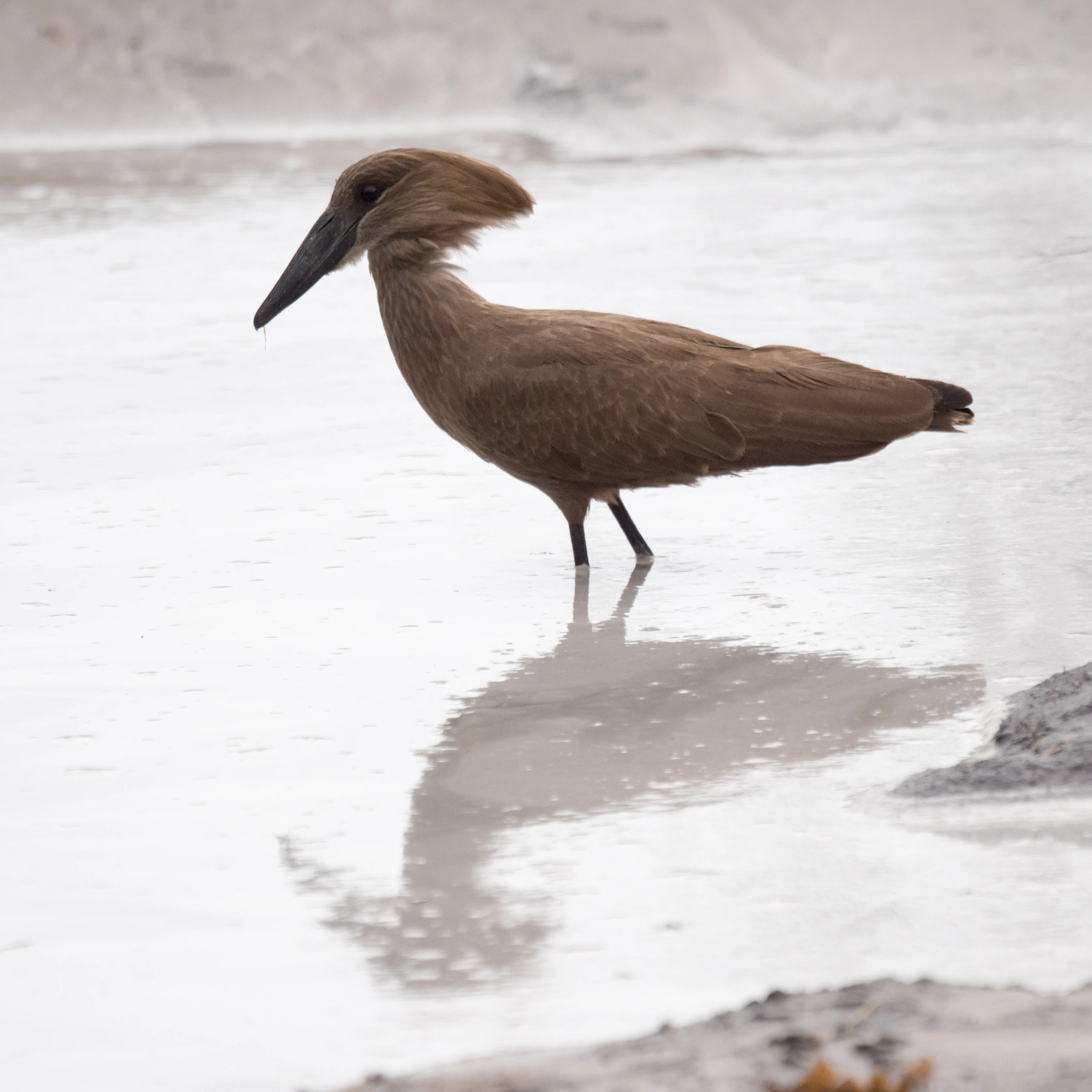 Hamerkop, Moremi Game Reserve, Botswana — photo by Jim Bennett