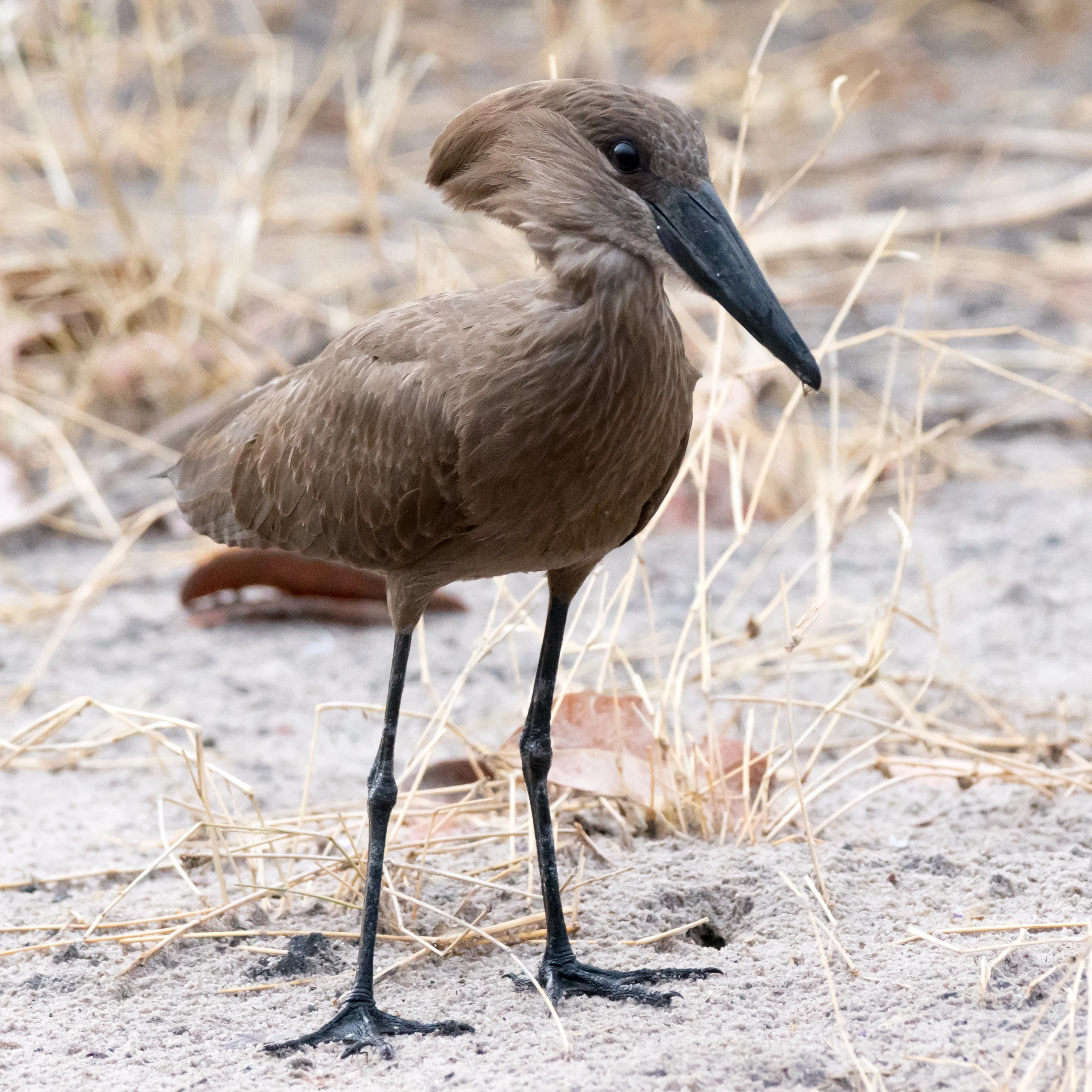 Hamerkop, Moremi Game Reserve, Botswana — photo by Jim Bennett