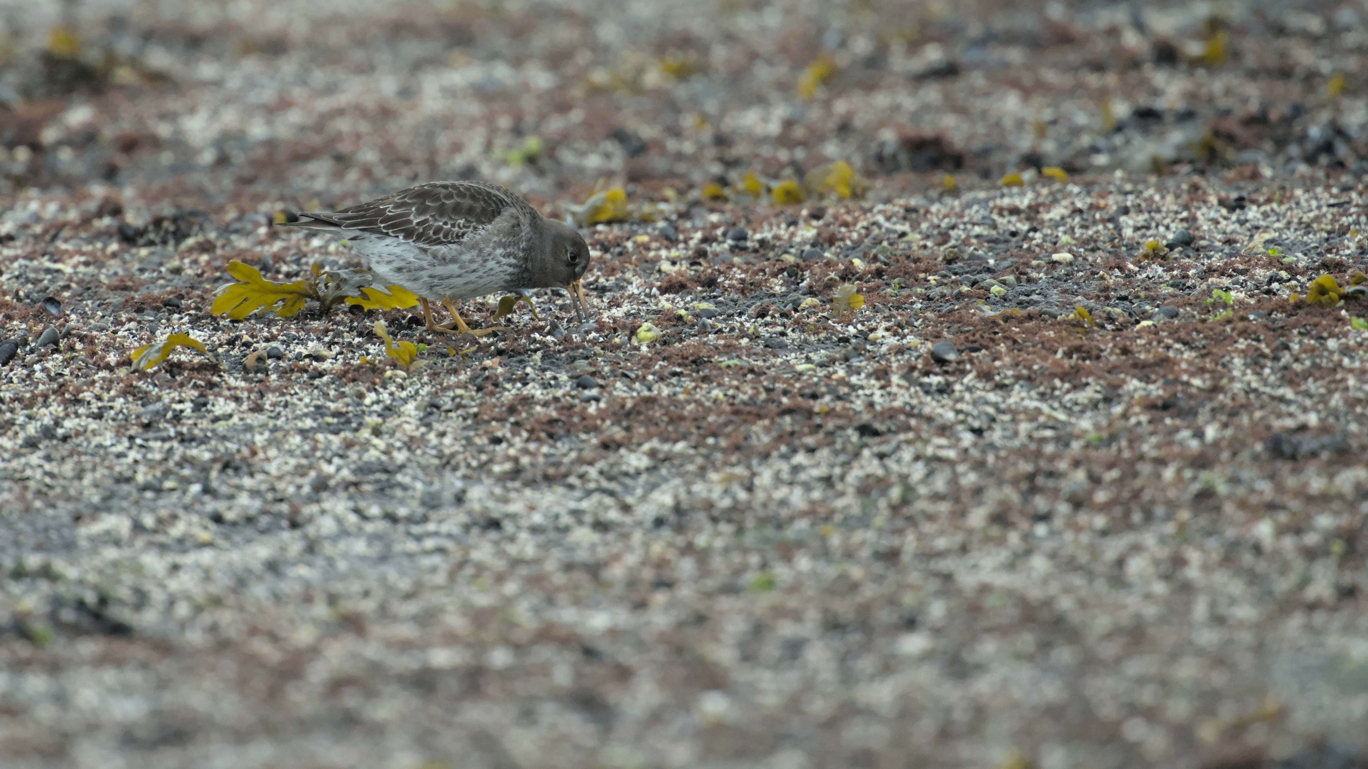 Purple Sandpiper, Brouwersdam, Netherlands — photo by Jim Bennett