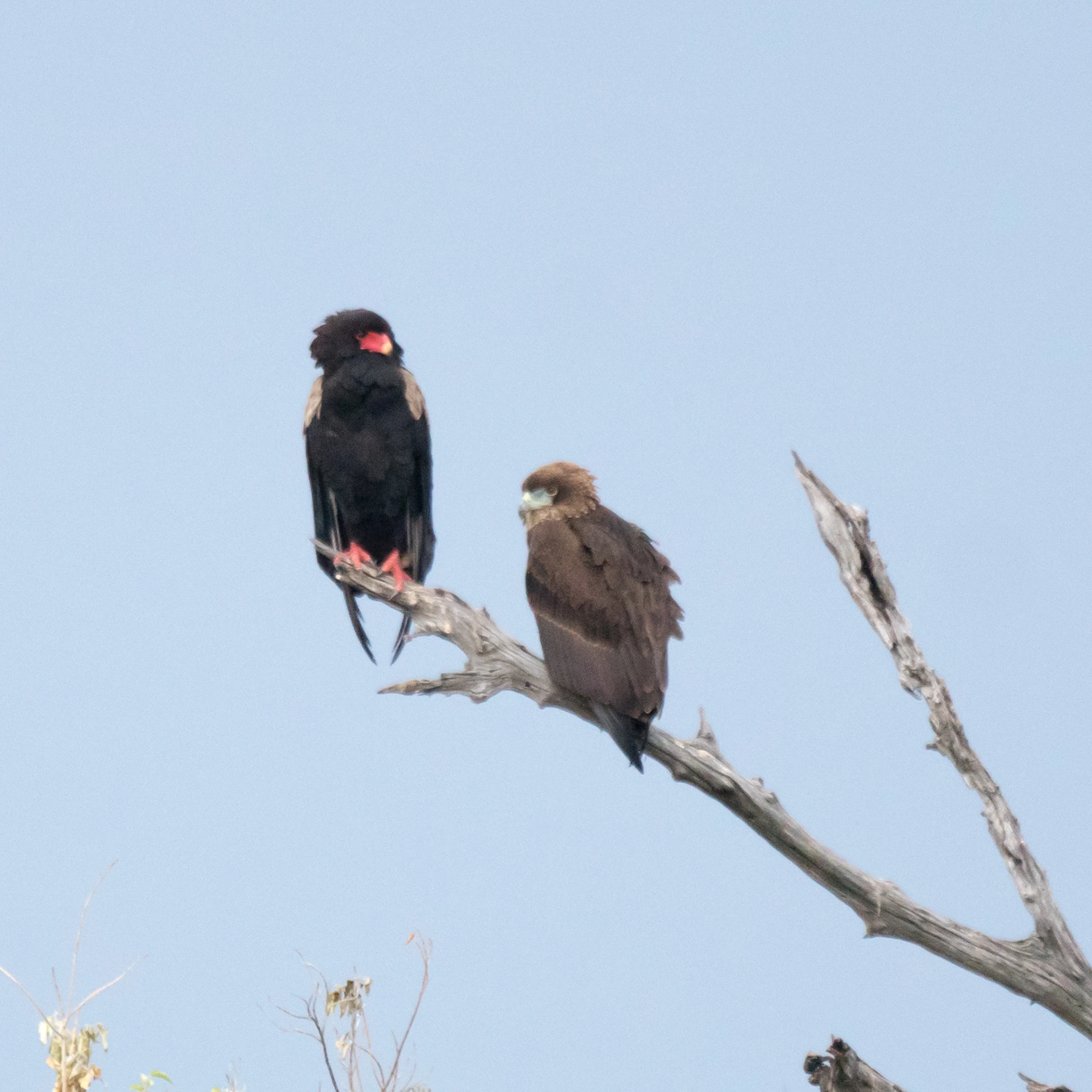 adult and juvenile Bataleur, Moremi Game Reserve, Botswana — photo by Jim Bennett