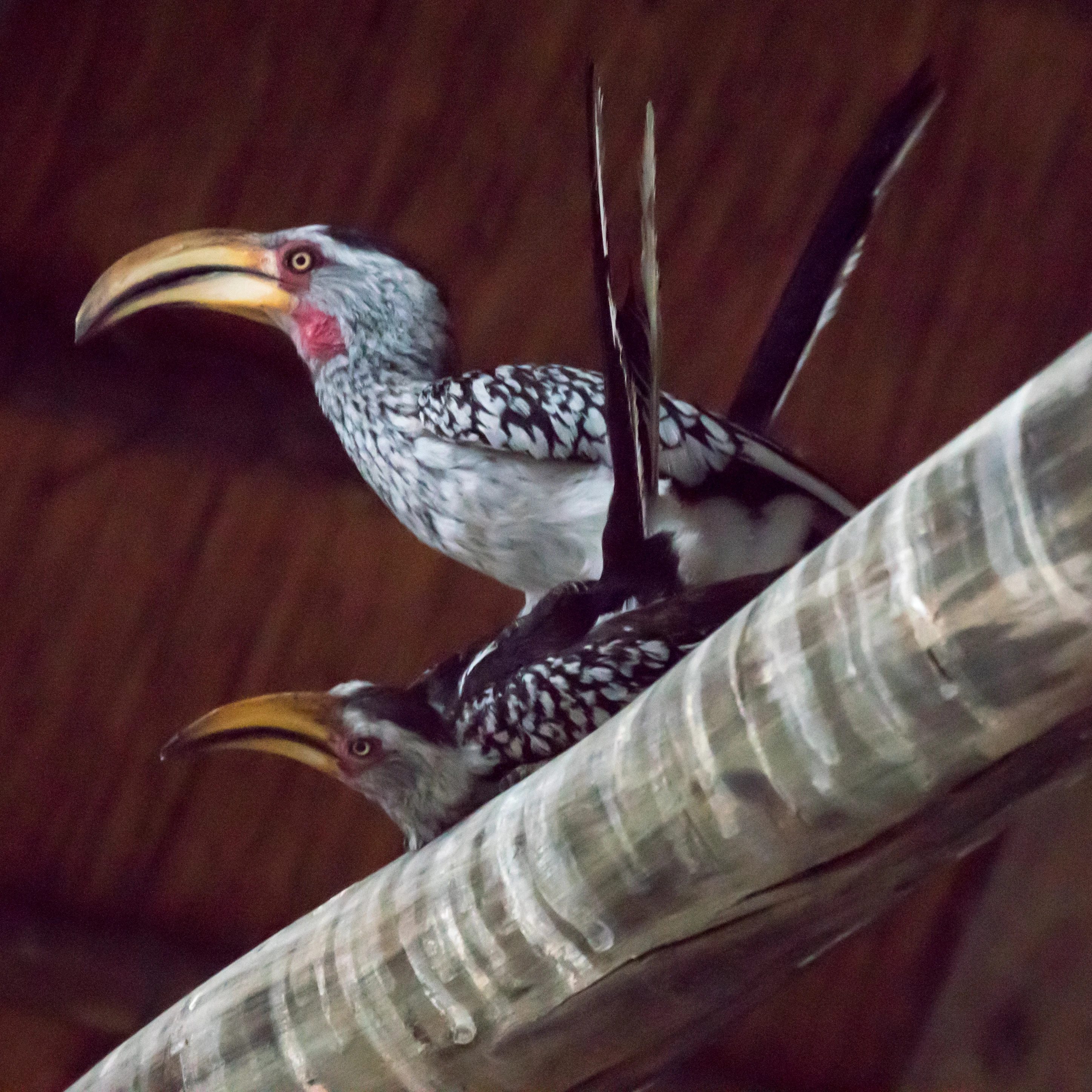 Southern Yellow-billed Hornbills, Moremi Game Reserve, Botswana — photo by Jim Bennett