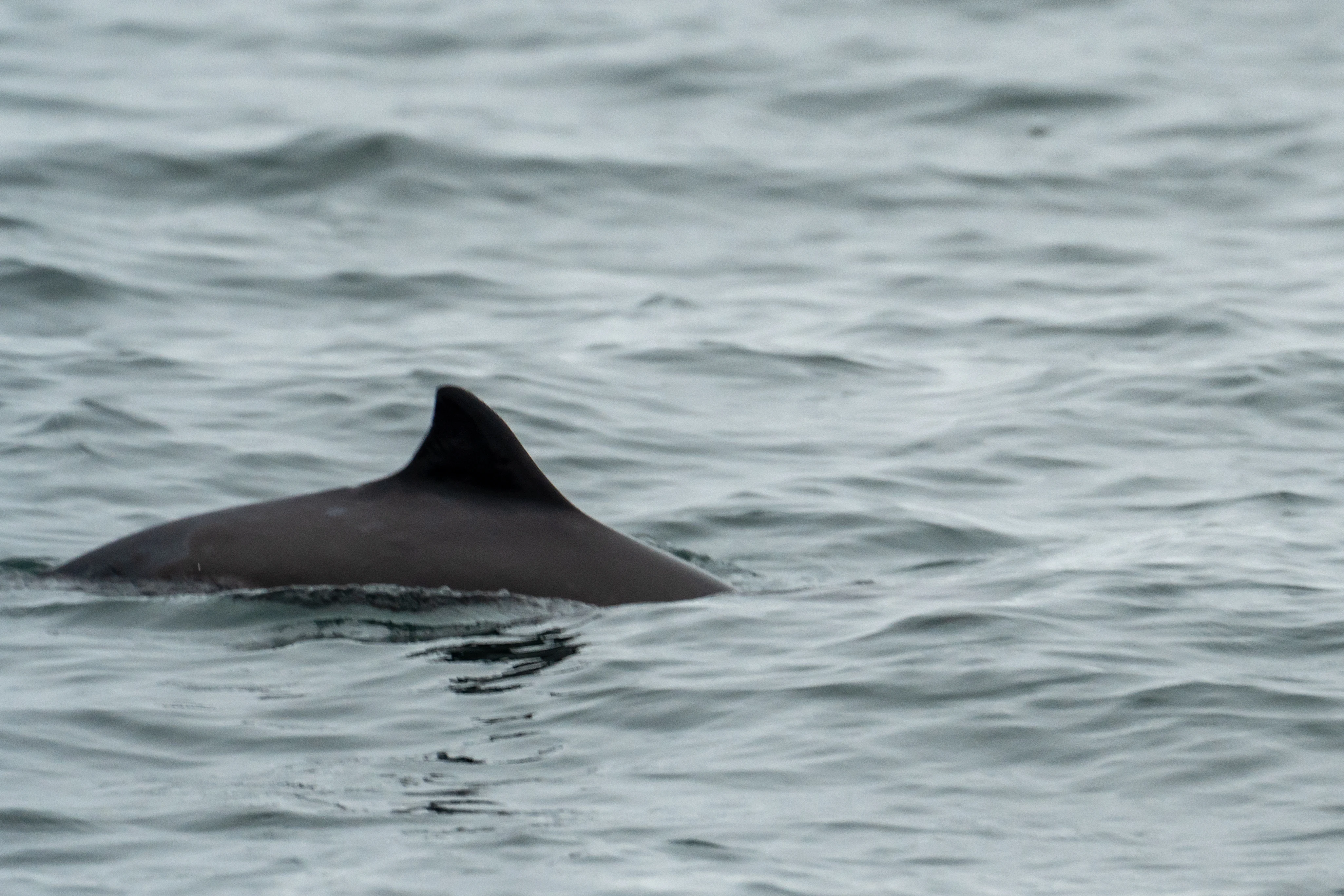 Harbour Porpoise (Harbor Porpoise), Falmouth Bay, Cornwall, UK — photo by Jim Bennett
