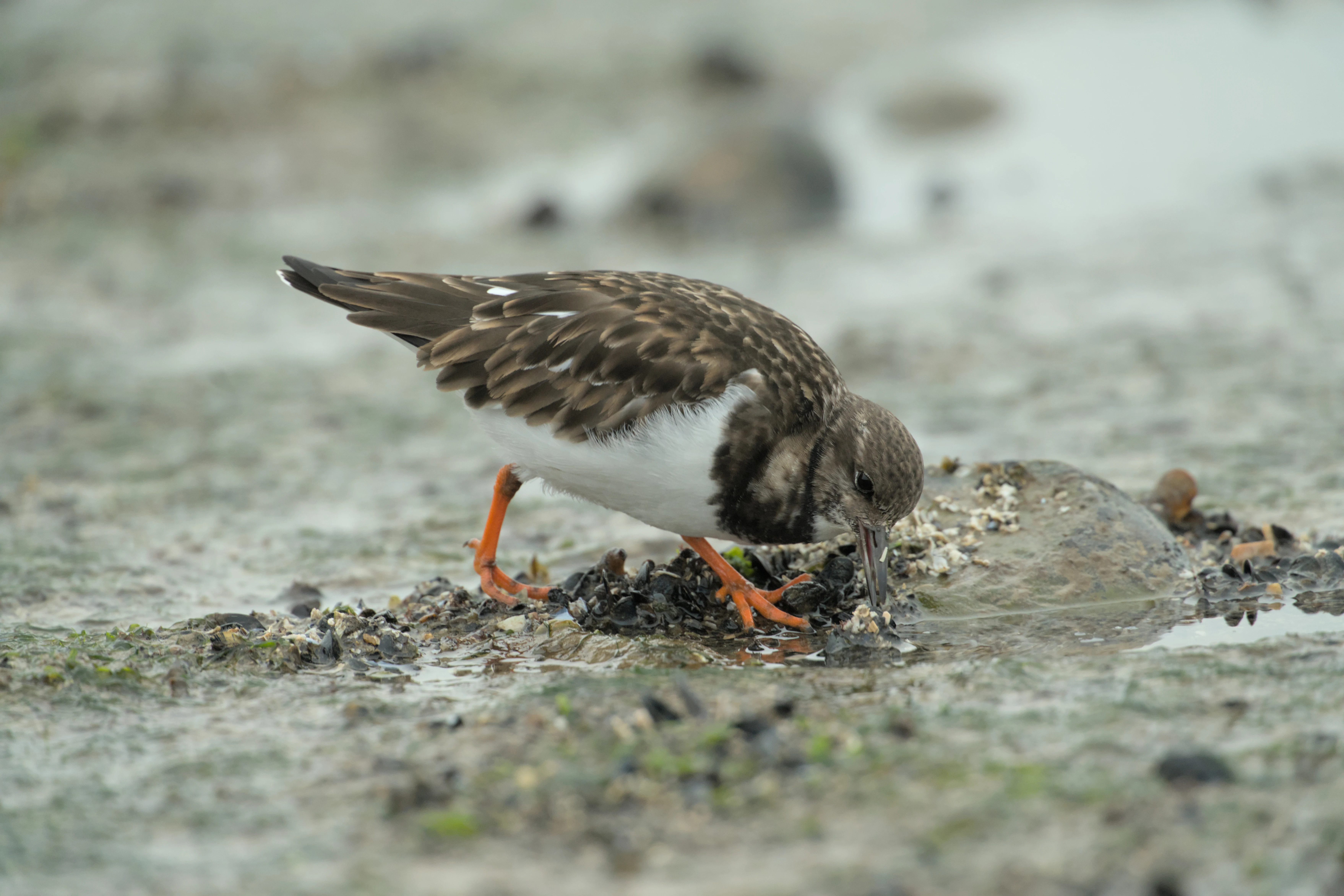 Turnstone, Brouwersdam, Netherlands — photo by Jim Bennett