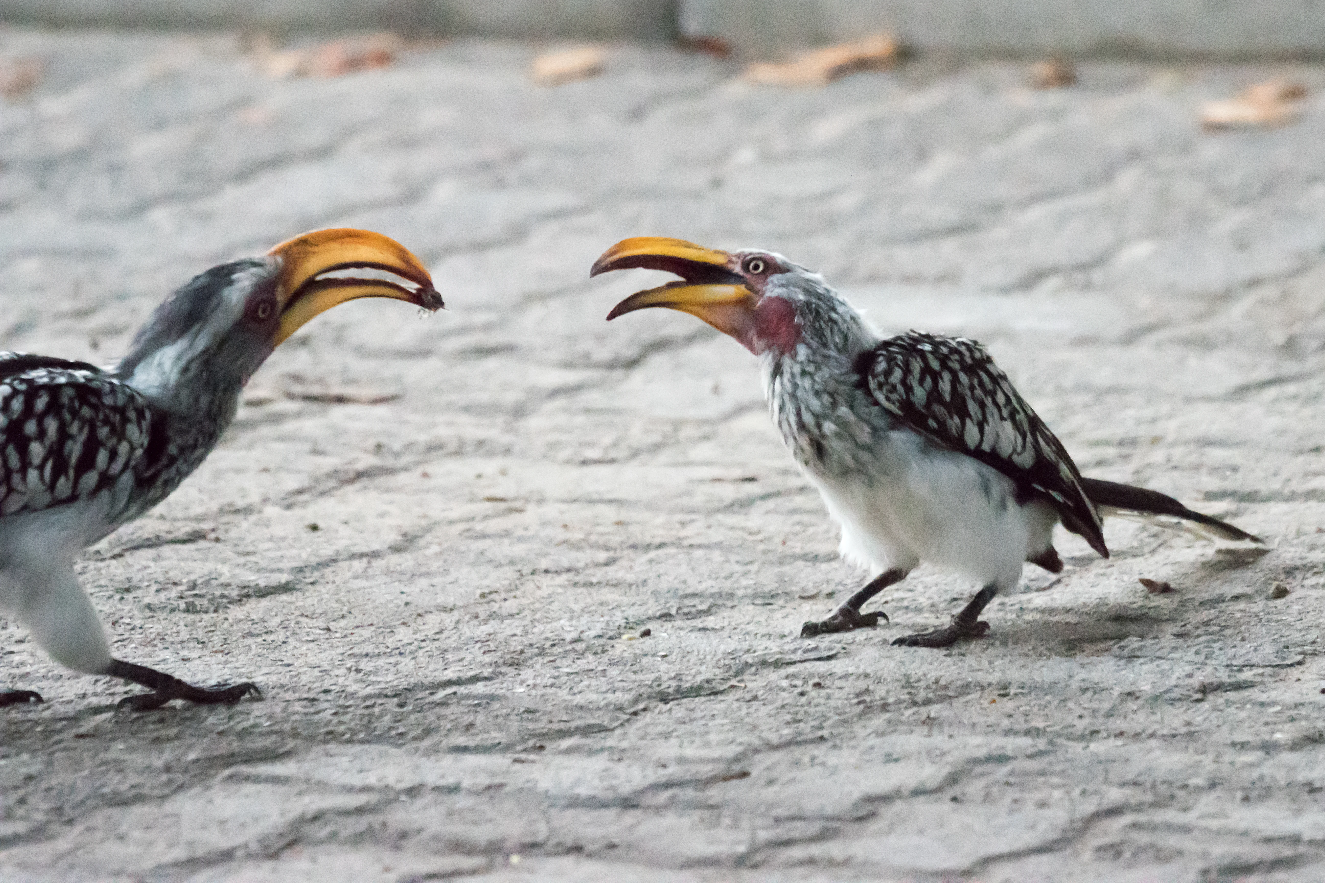 Southern Yellow-billed Hornbills, Moremi Game Reserve, Botswana — photo by Jim Bennett