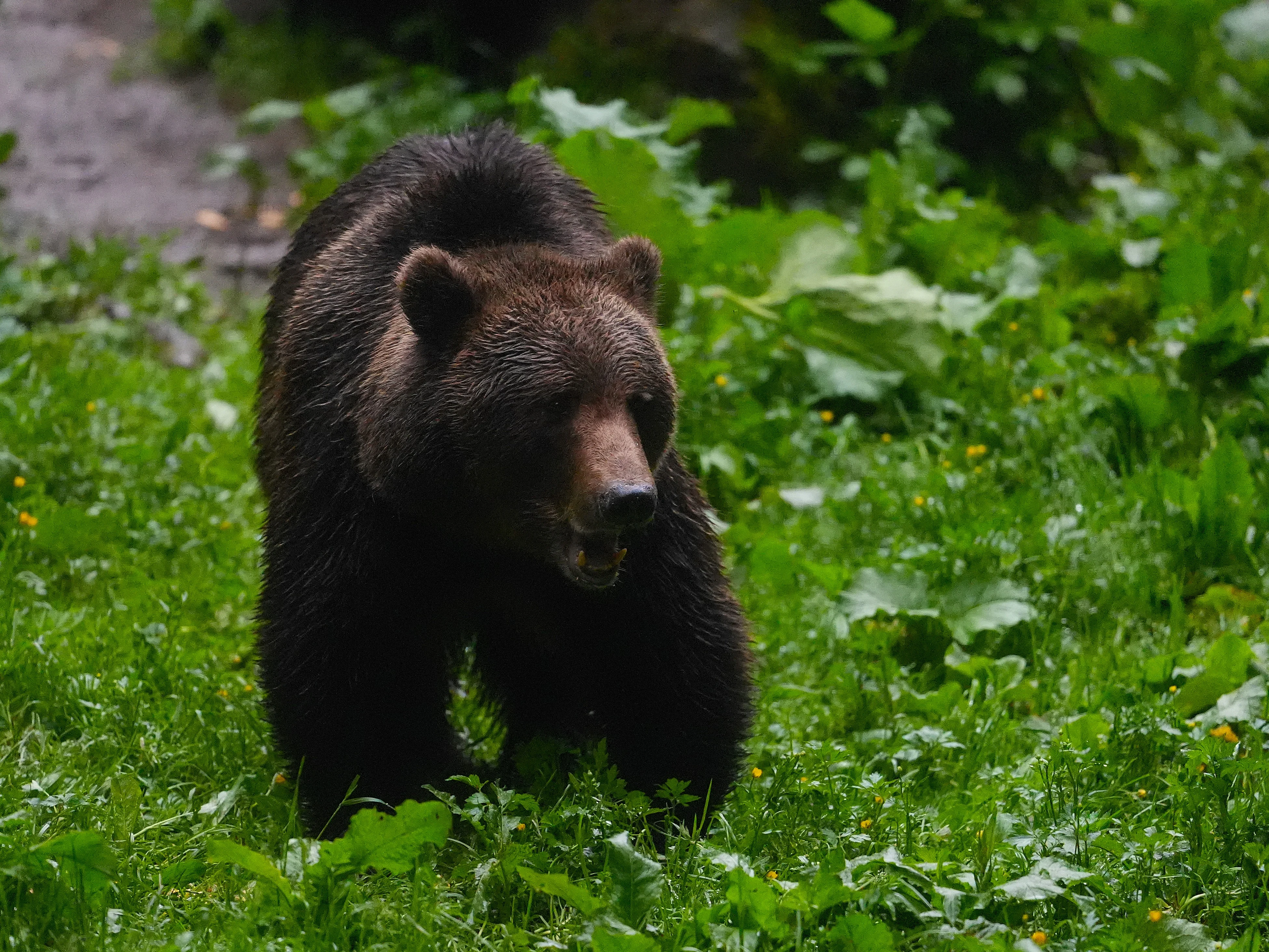 Brown Bear, Strambei Valley, Transylvania, Romania — photo by Jim Bennett