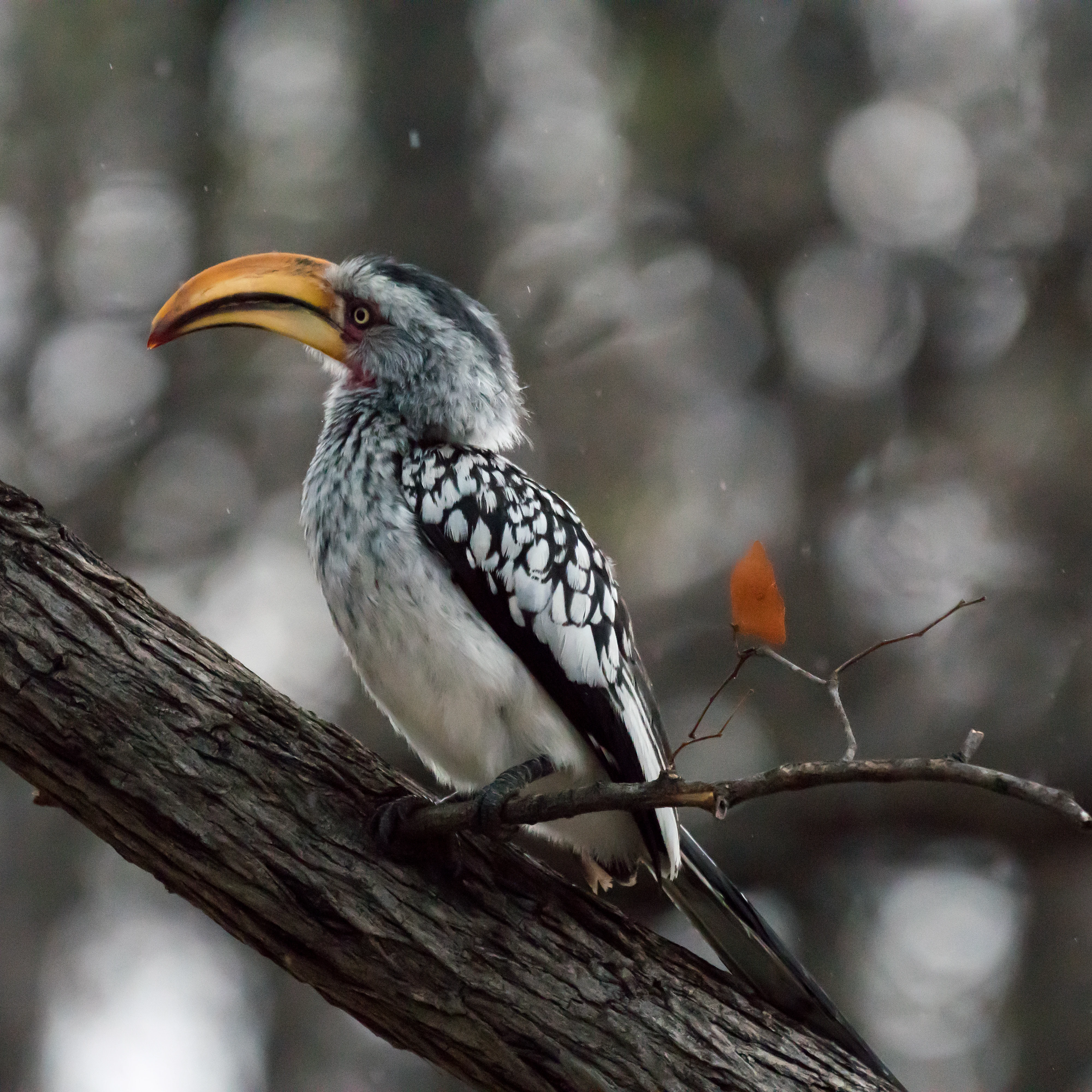 Southern Yellow-billed Hornbill, Moremi Game Reserve, Botswana — photo by Jim Bennett