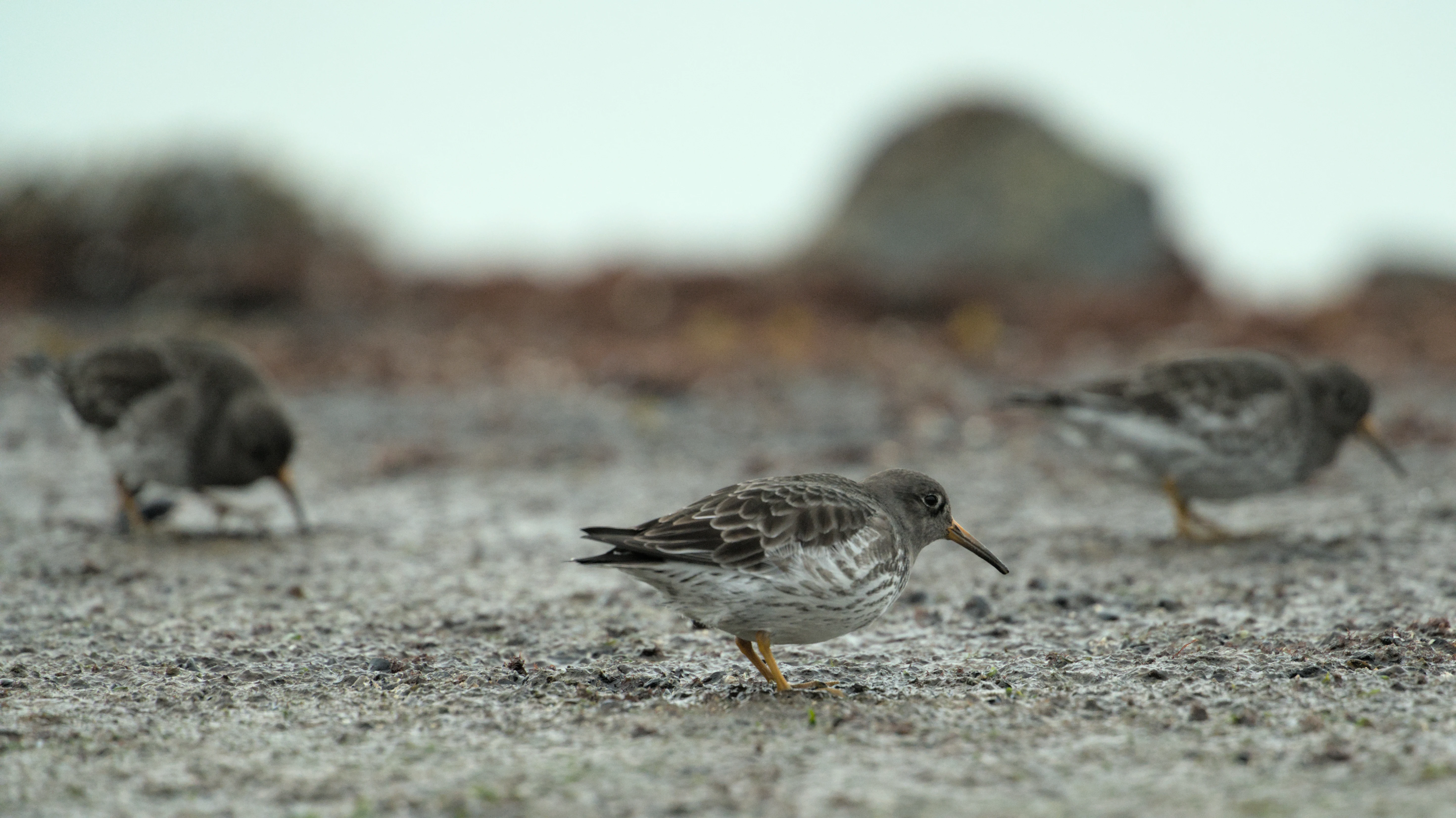 Purple Sandpiper, Brouwersdam, Netherlands — photo by Jim Bennett