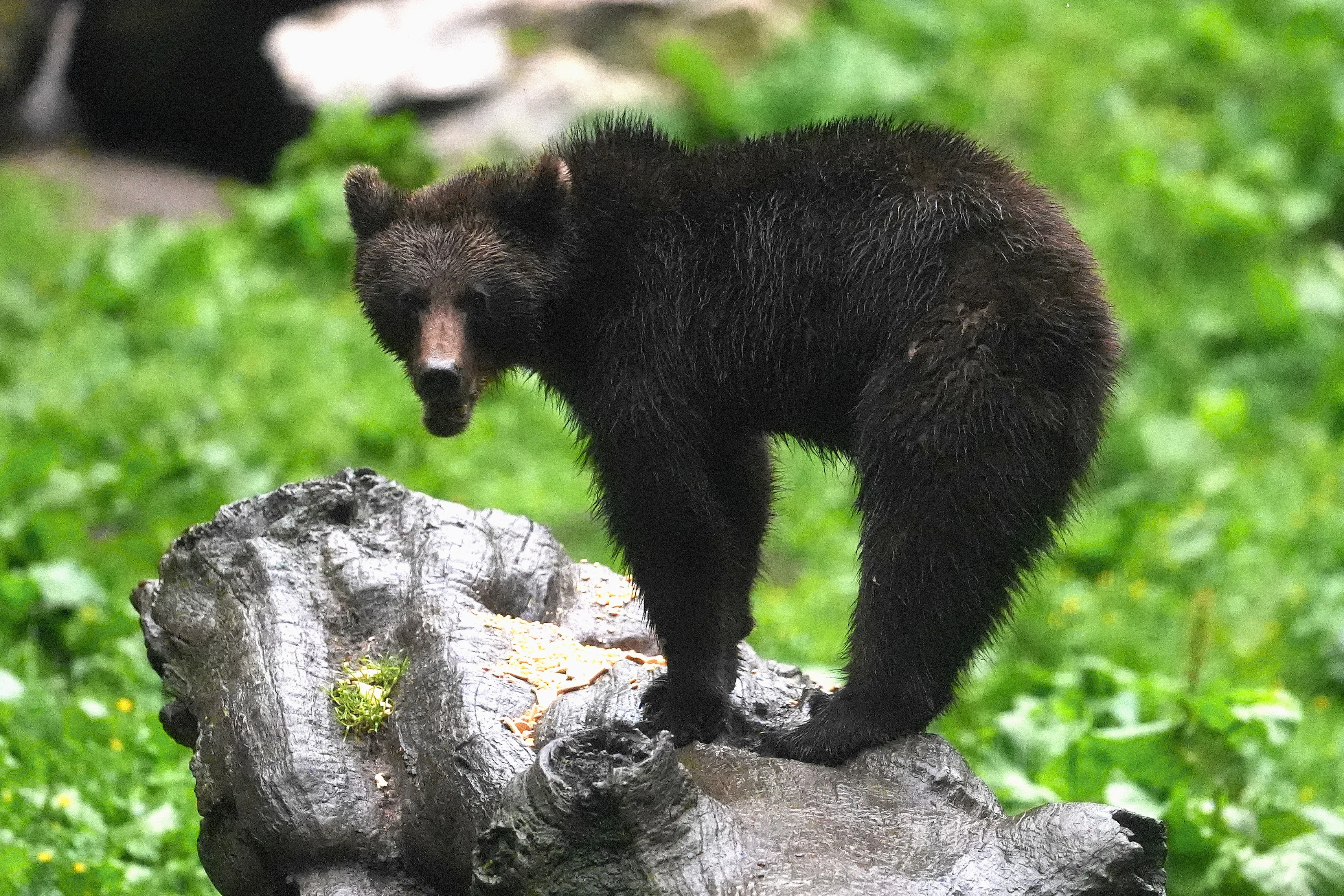 Brown Bear, Strambei Valley, Transylvania, Romania — photo by Jim Bennett