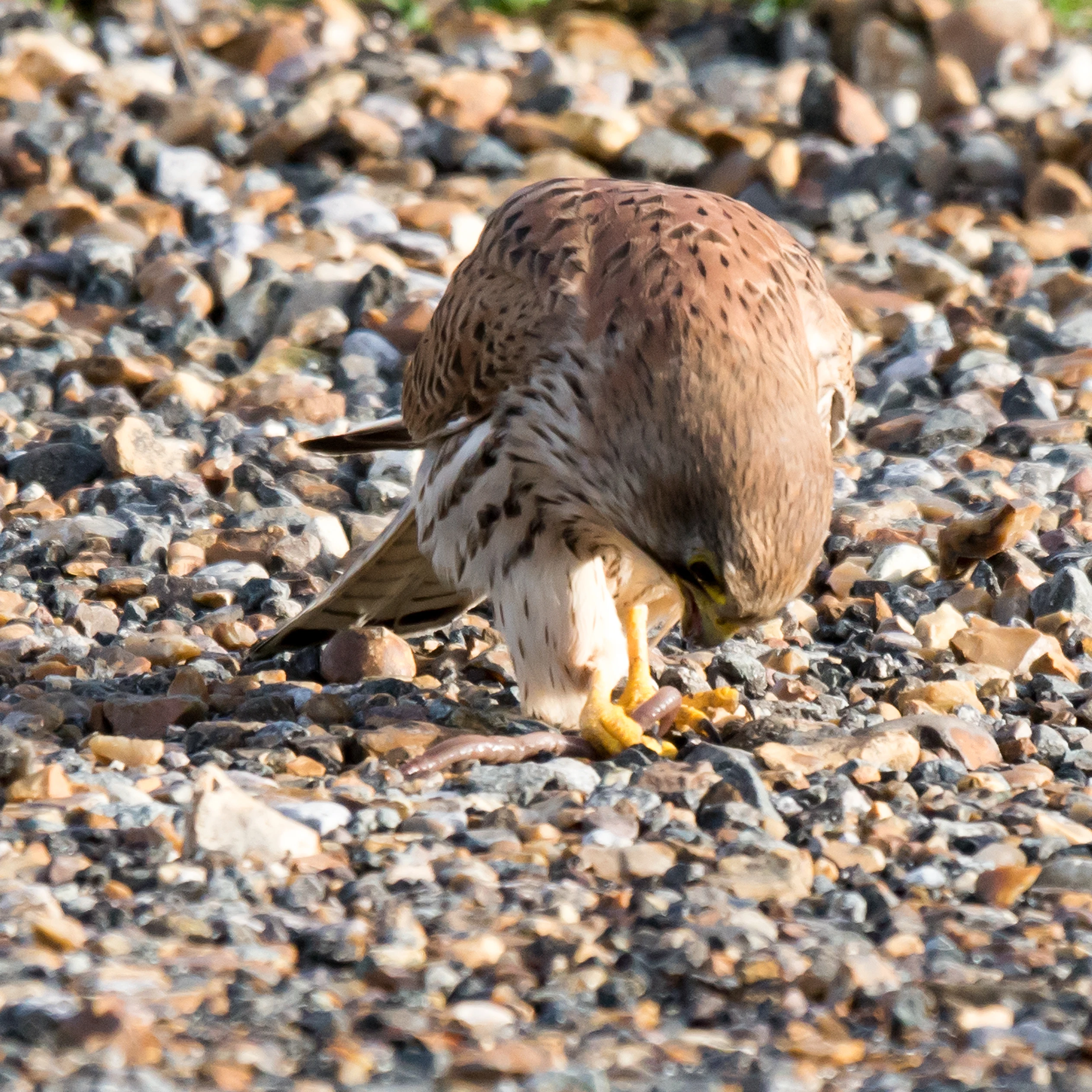 Kestrel with worm, Culver Down, Isle of Wight, UK — photo by Jim Bennett