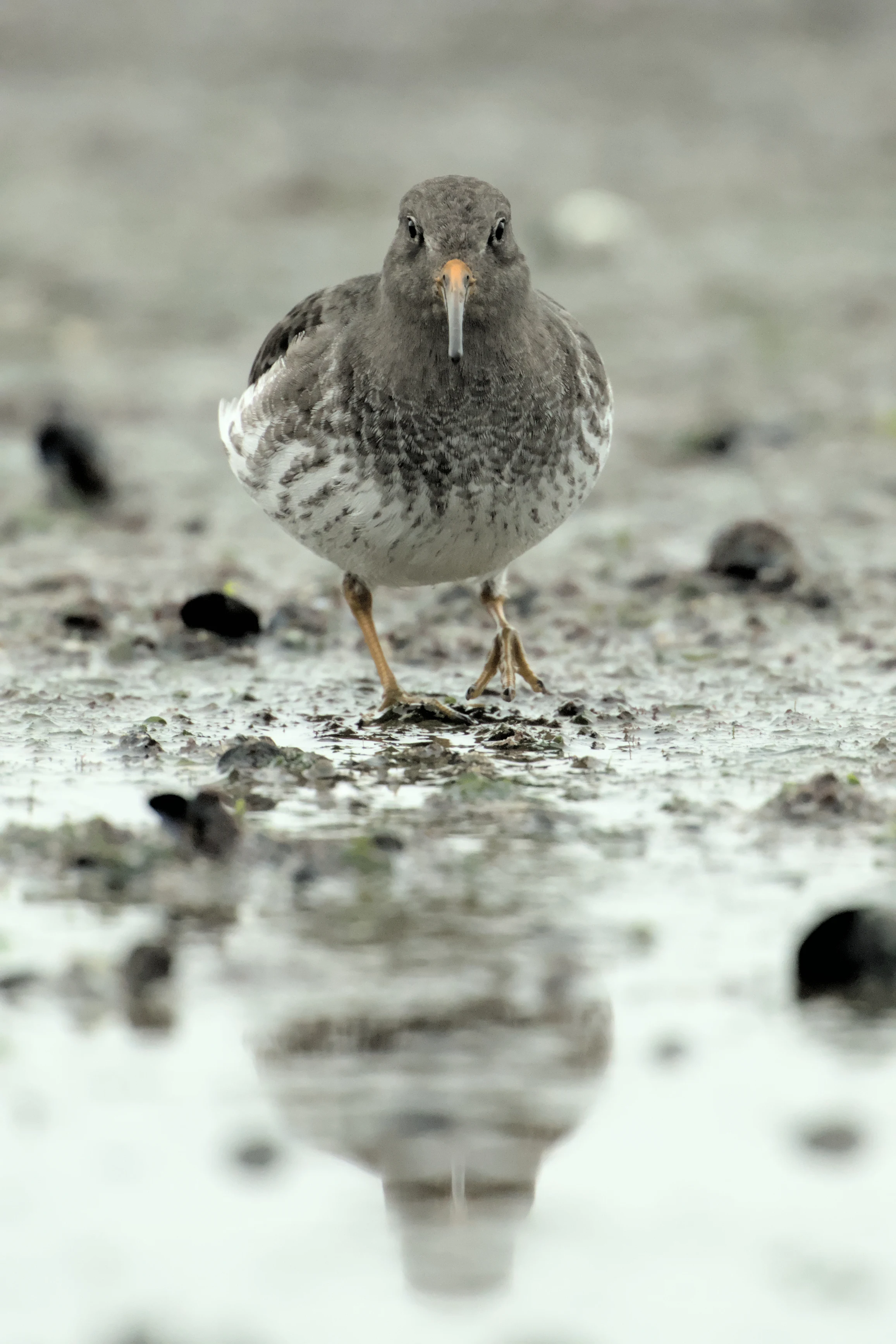 Purple Sandpiper, Brouwersdam, Netherlands — photo by Jim Bennett