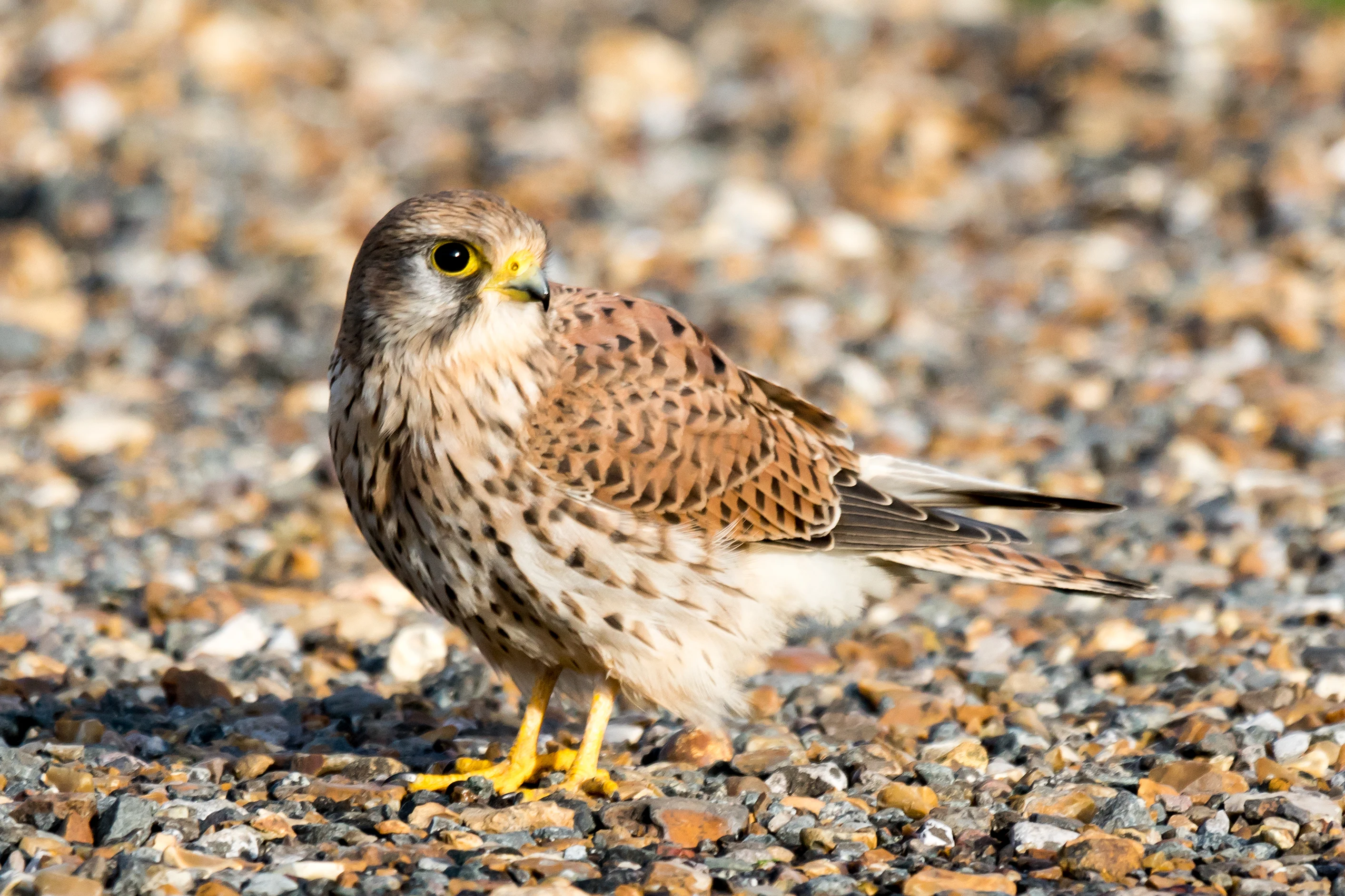 Kestrel with worm, Culver Down, Isle of Wight, UK — photo by Jim Bennett