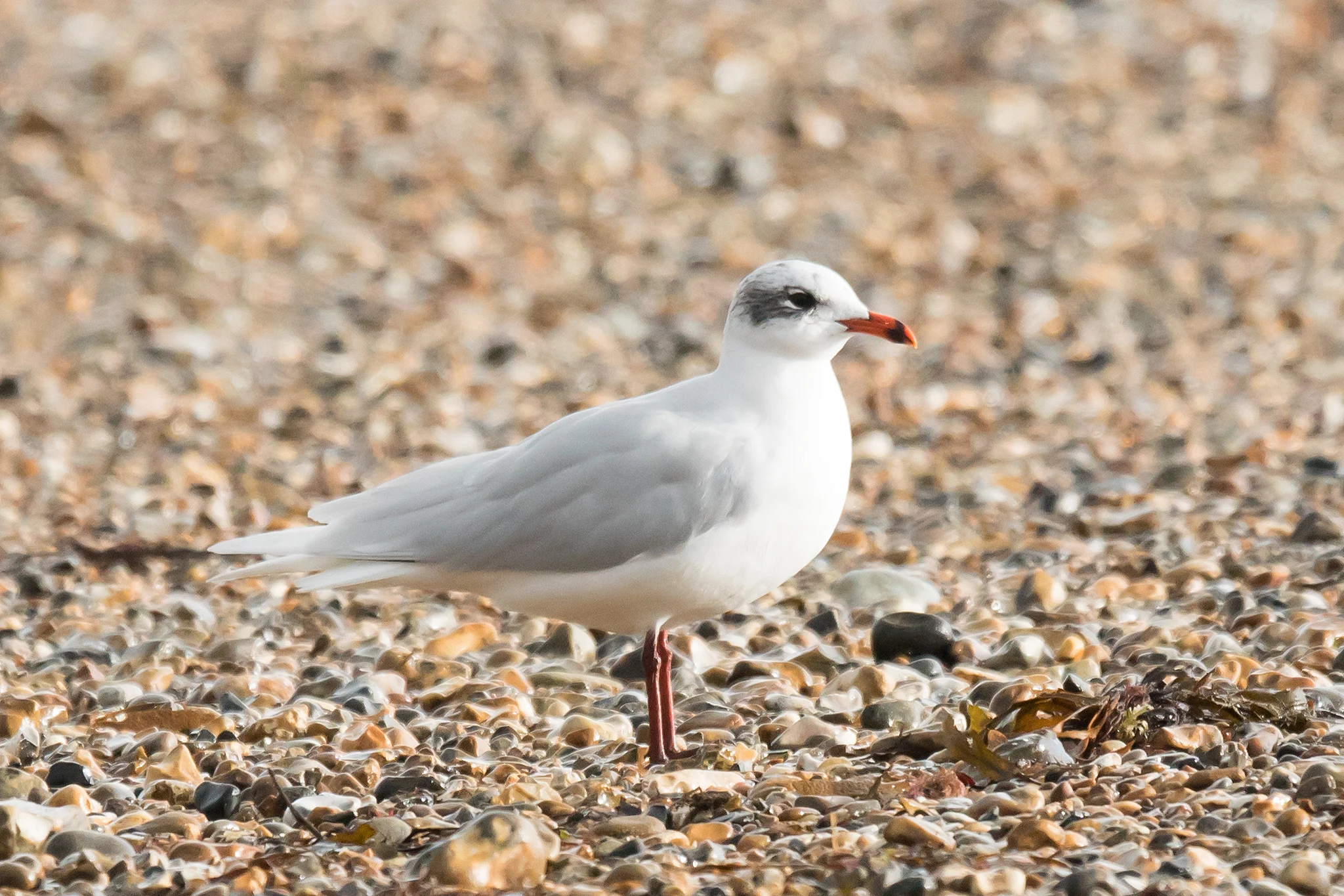 Mediterranean Gull, Isle of Wight, UK — photo by Jim Bennett