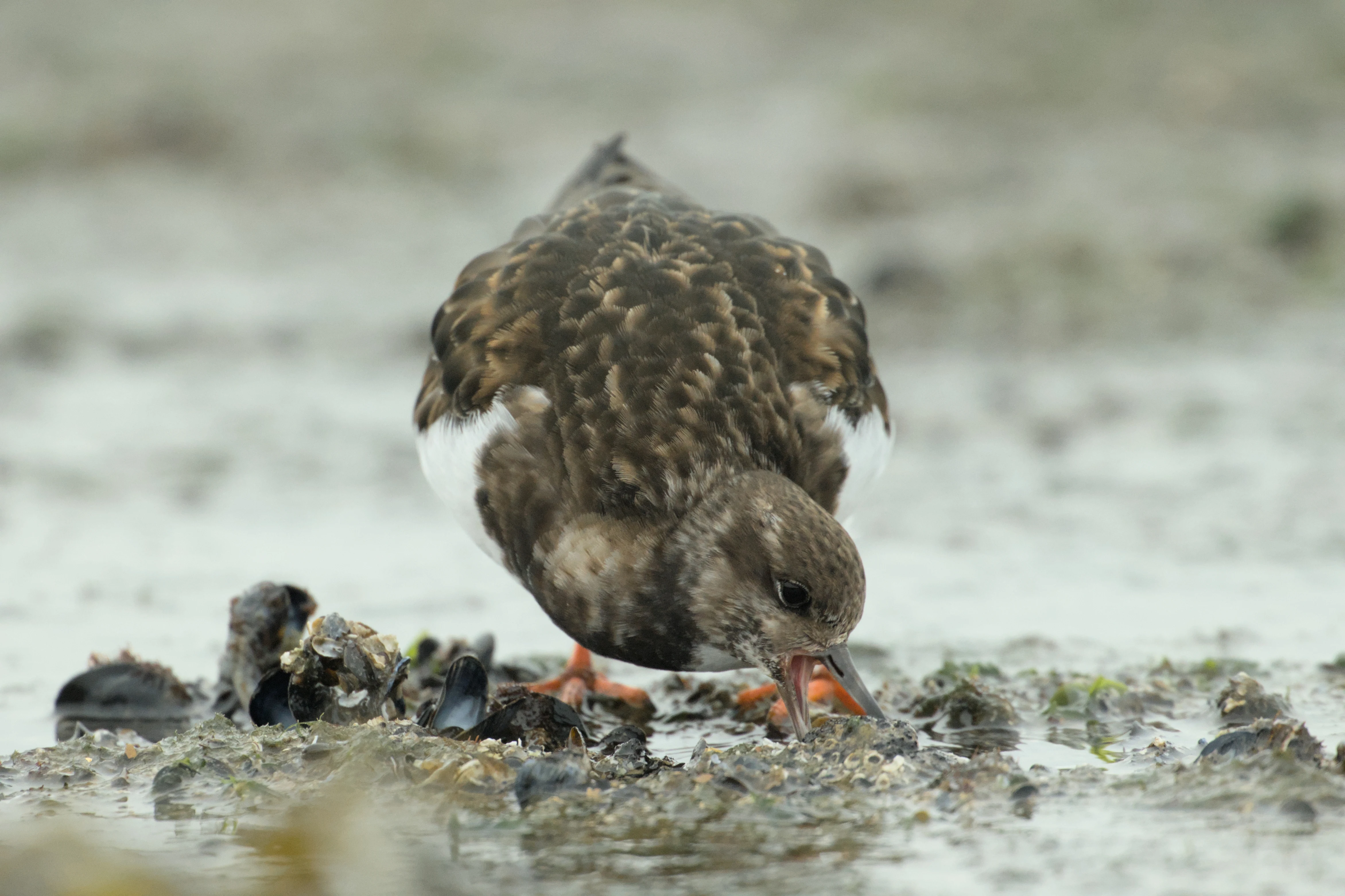 Turnstone, Brouwersdam, Netherlands — photo by Jim Bennett