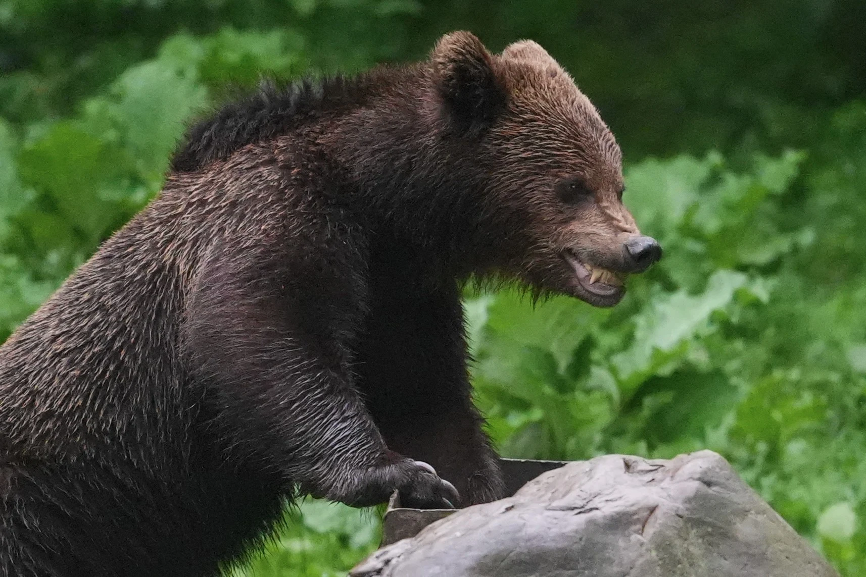 Brown Bear, Strambei Valley, Transylvania, Romania — photo by Jim Bennett