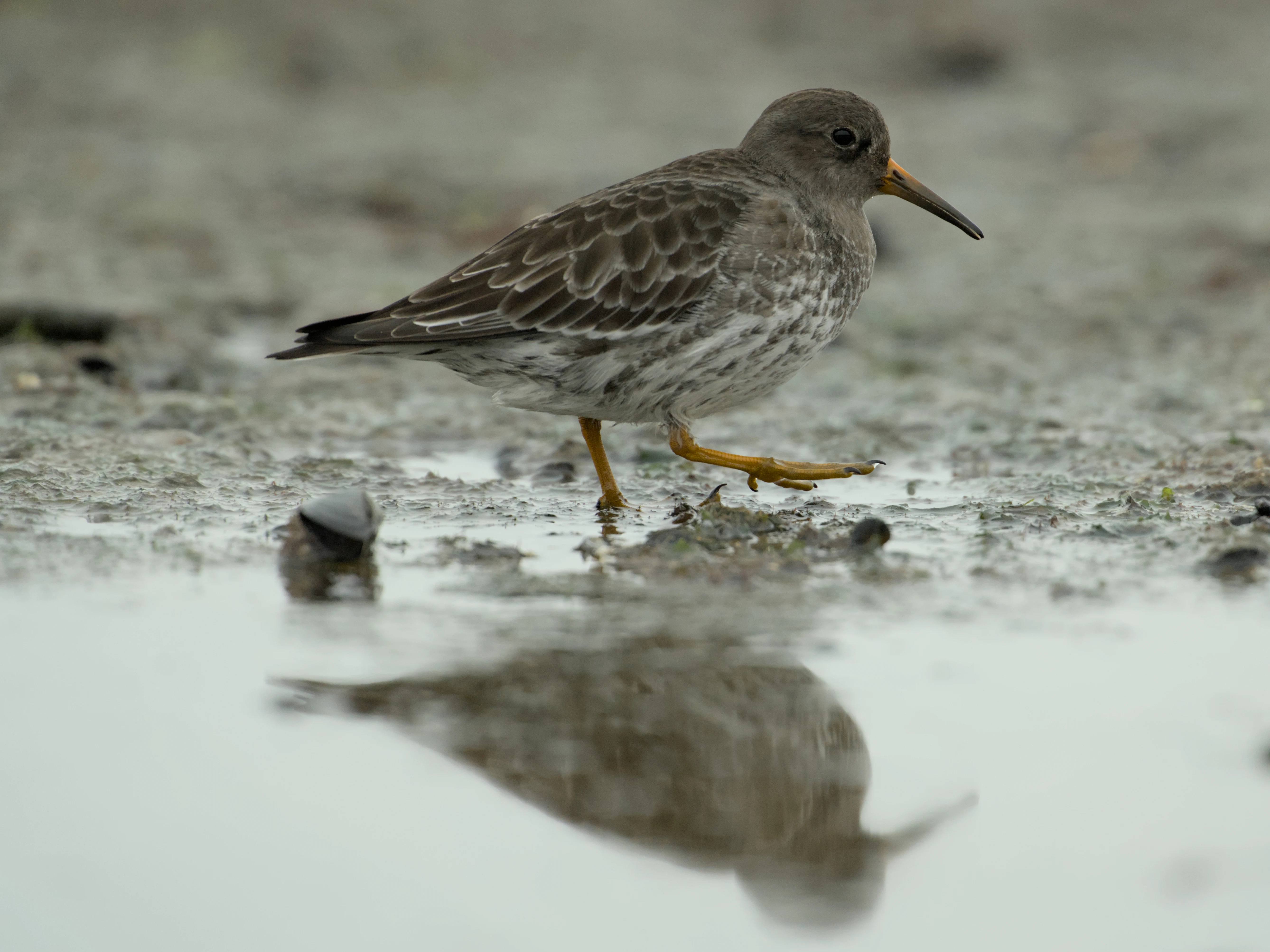 Purple Sandpiper, Brouwersdam, Netherlands — photo by Jim Bennett