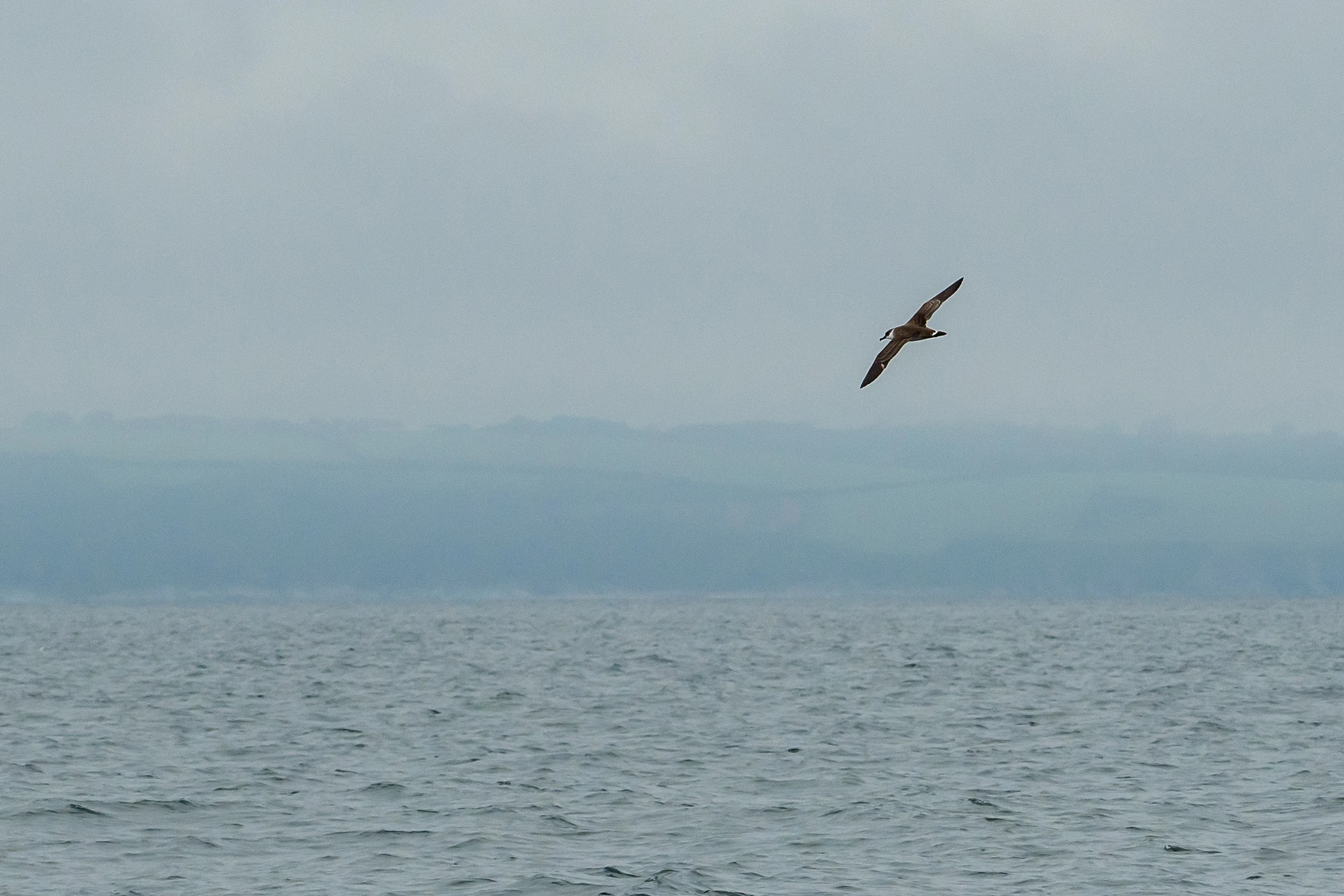 Great Shearwater, Falmouth Bay, Cornwall, UK — photo by Jim Bennett