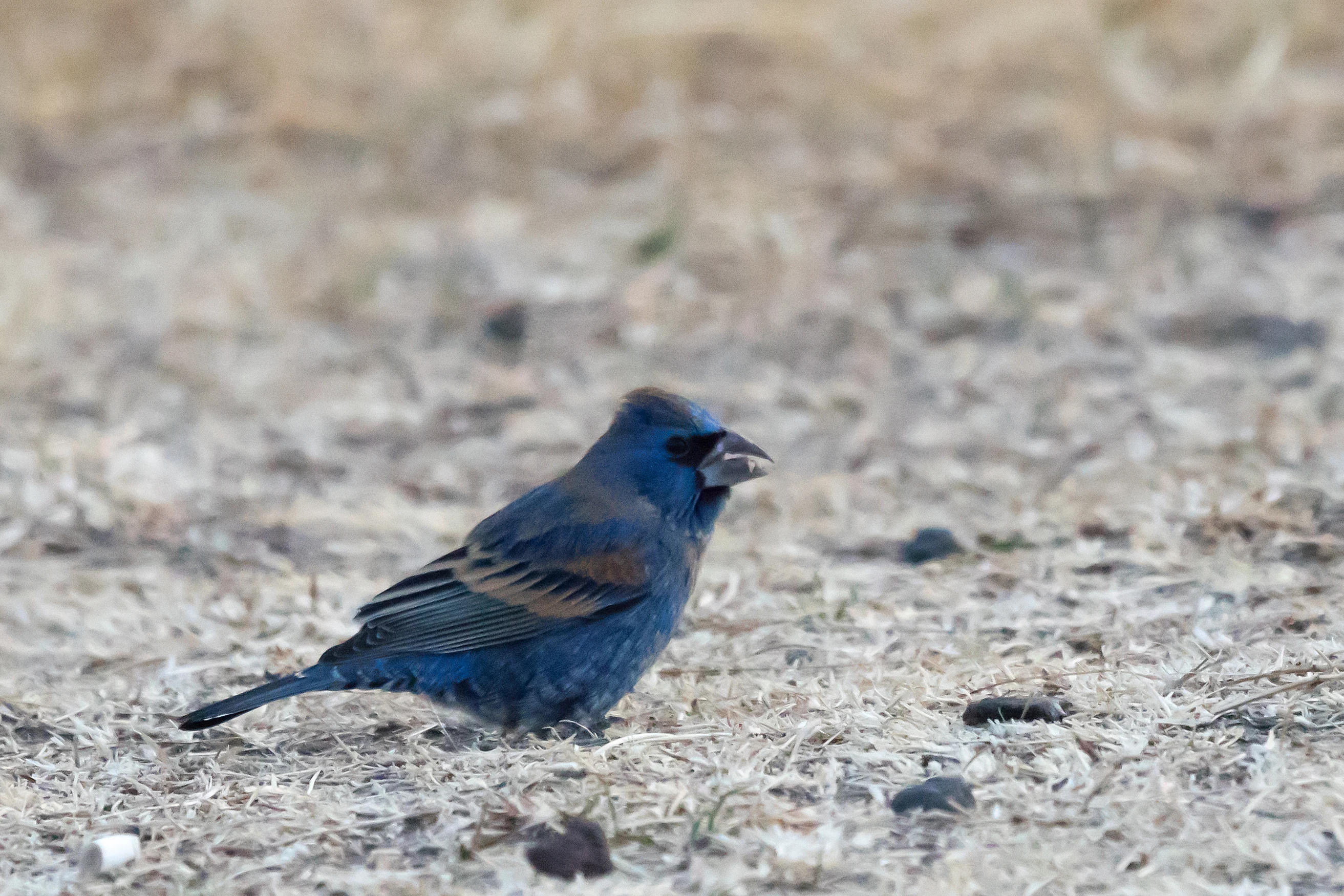 Black-headed Grosbeak, Teotihuacan, State of Mexico, Mexico — photo by Jim Bennett