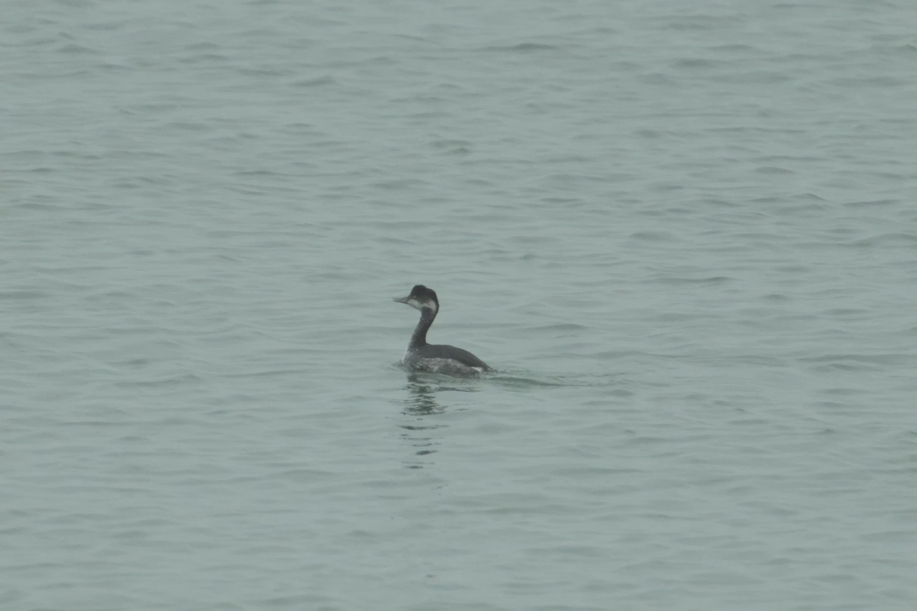 Black-necked Grebe, Brouwersdam, Netherlands — photo by Jim Bennett