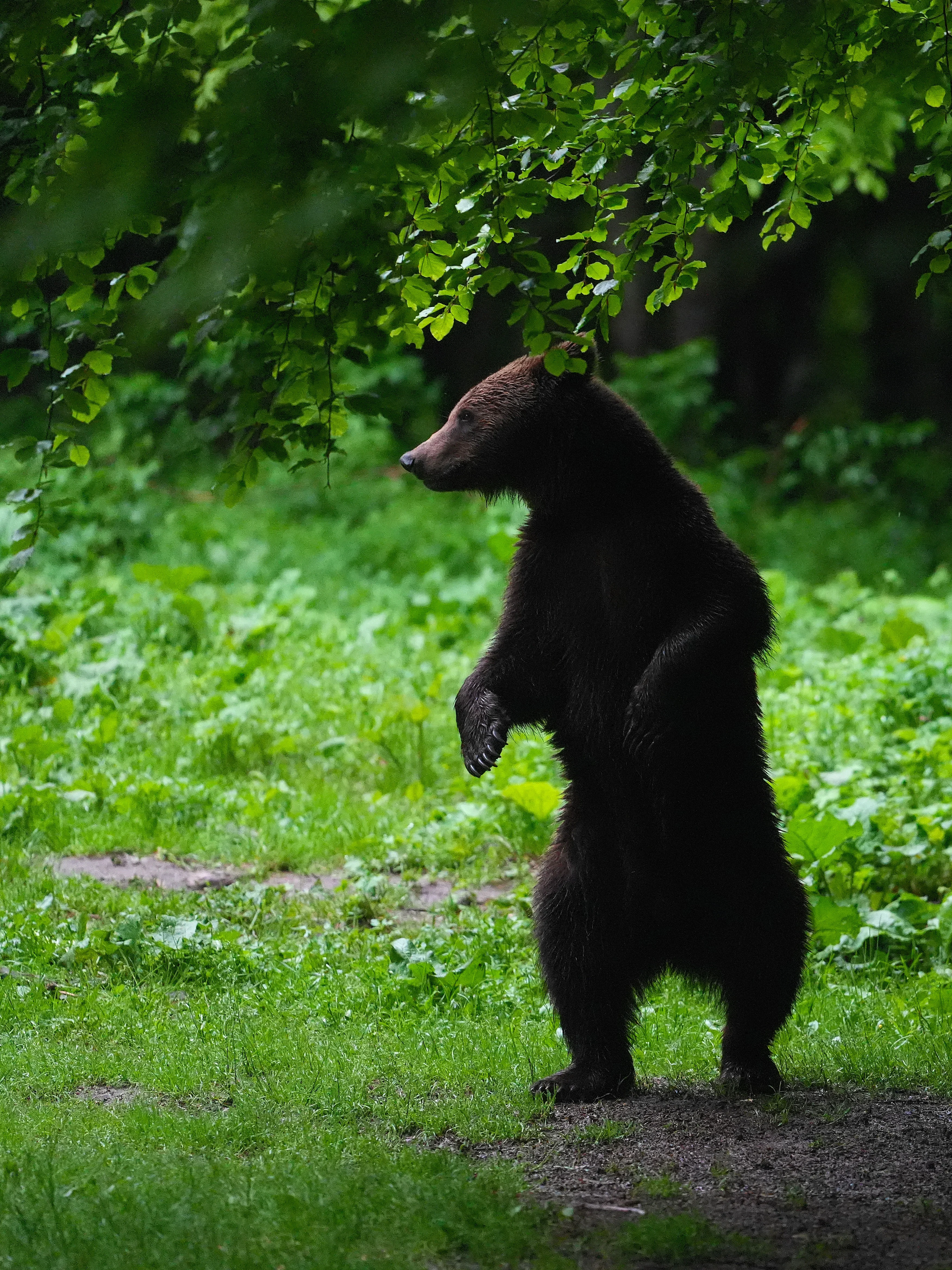 Brown Bear, Strambei Valley, Transylvania, Romania — photo by Jim Bennett