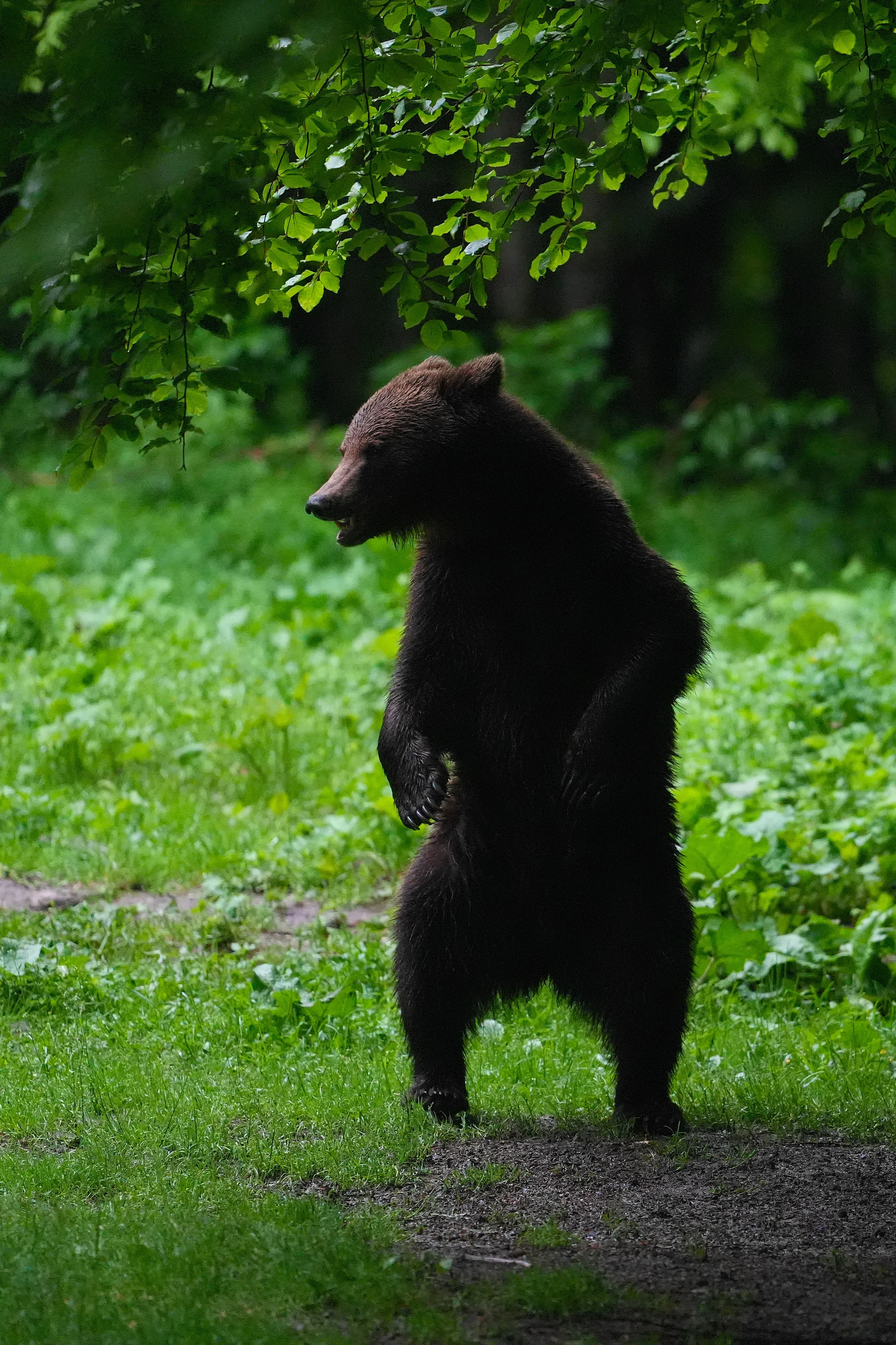Brown Bear, Strambei Valley, Transylvania, Romania — photo by Jim Bennett