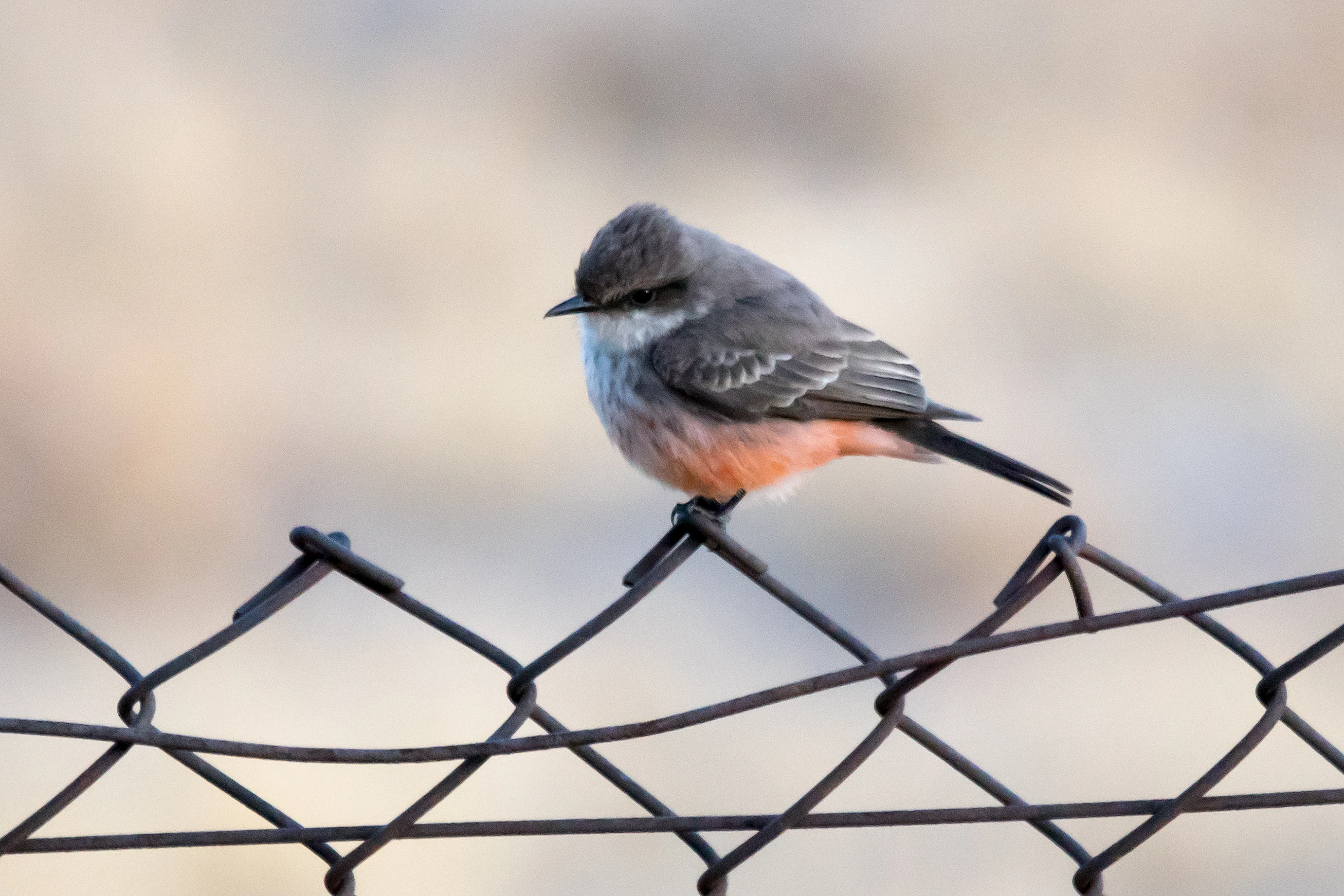 Vermillion Flycatcher, Teotihuacan, State of Mexico, Mexico — photo by Jim Bennett