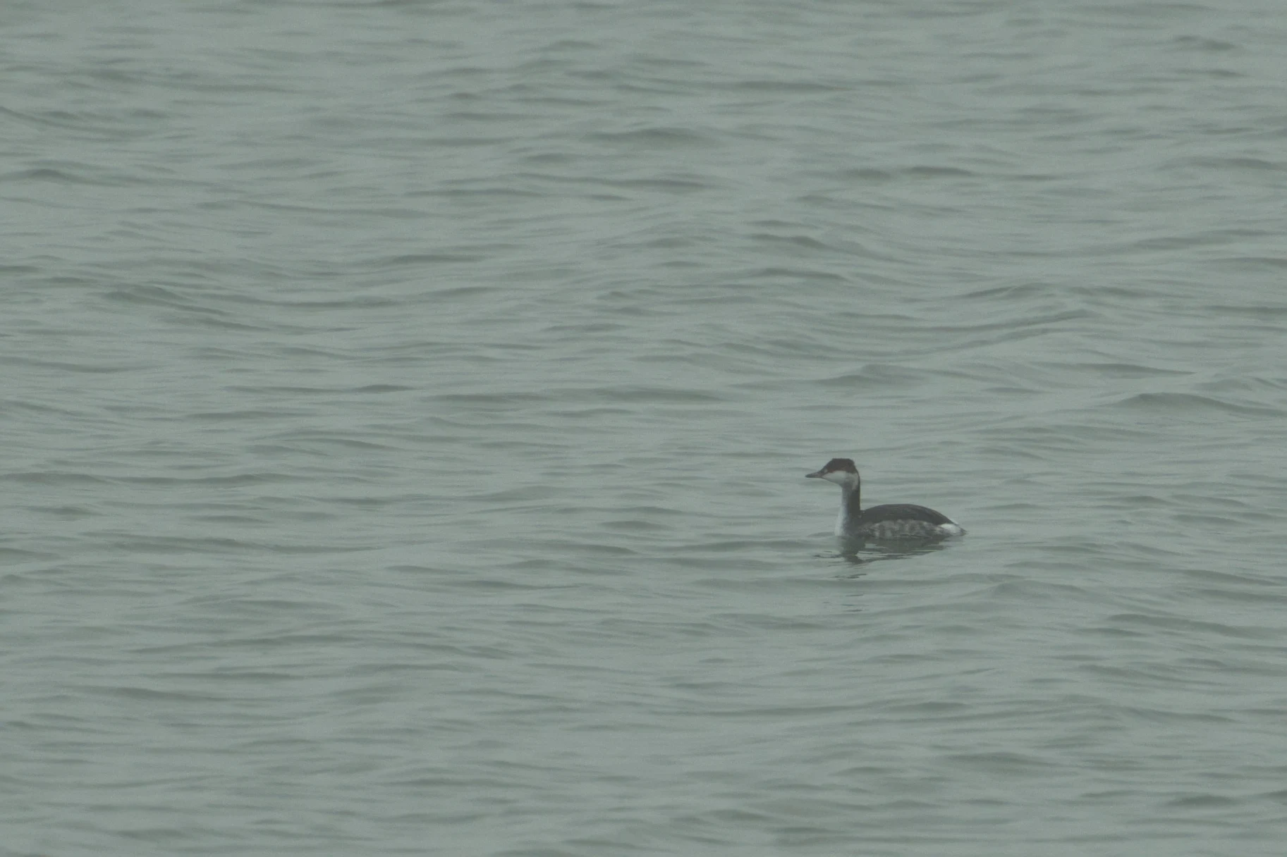 Slavonian Grebe, Brouwersdam, Netherlands — photo by Jim Bennett